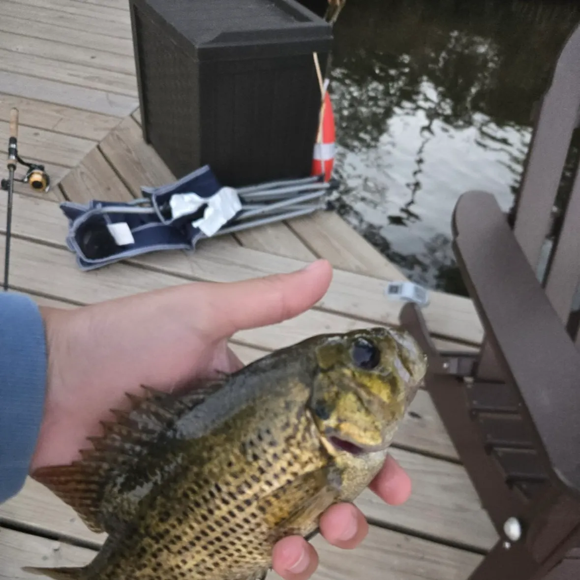 Rock bass caught on Fishbrain