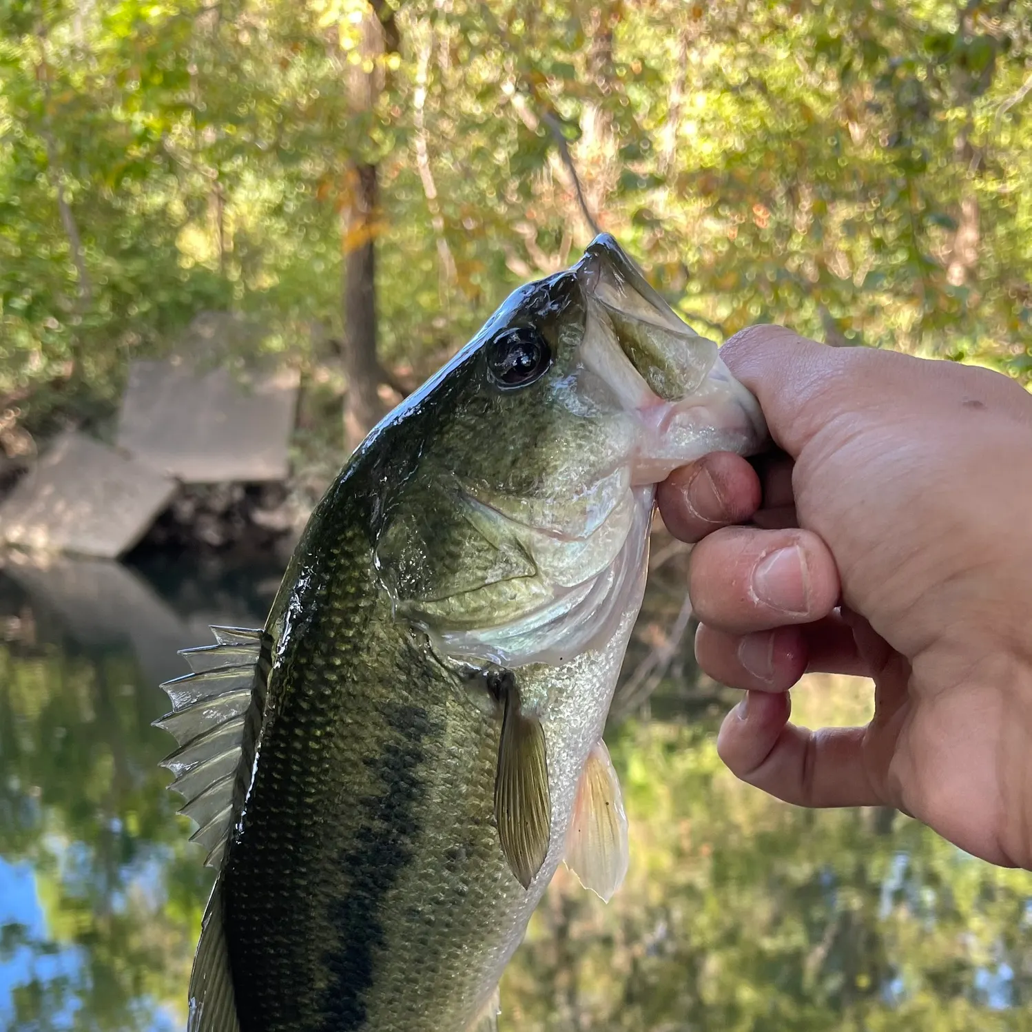 Largemouth bass caught on Fishbrain