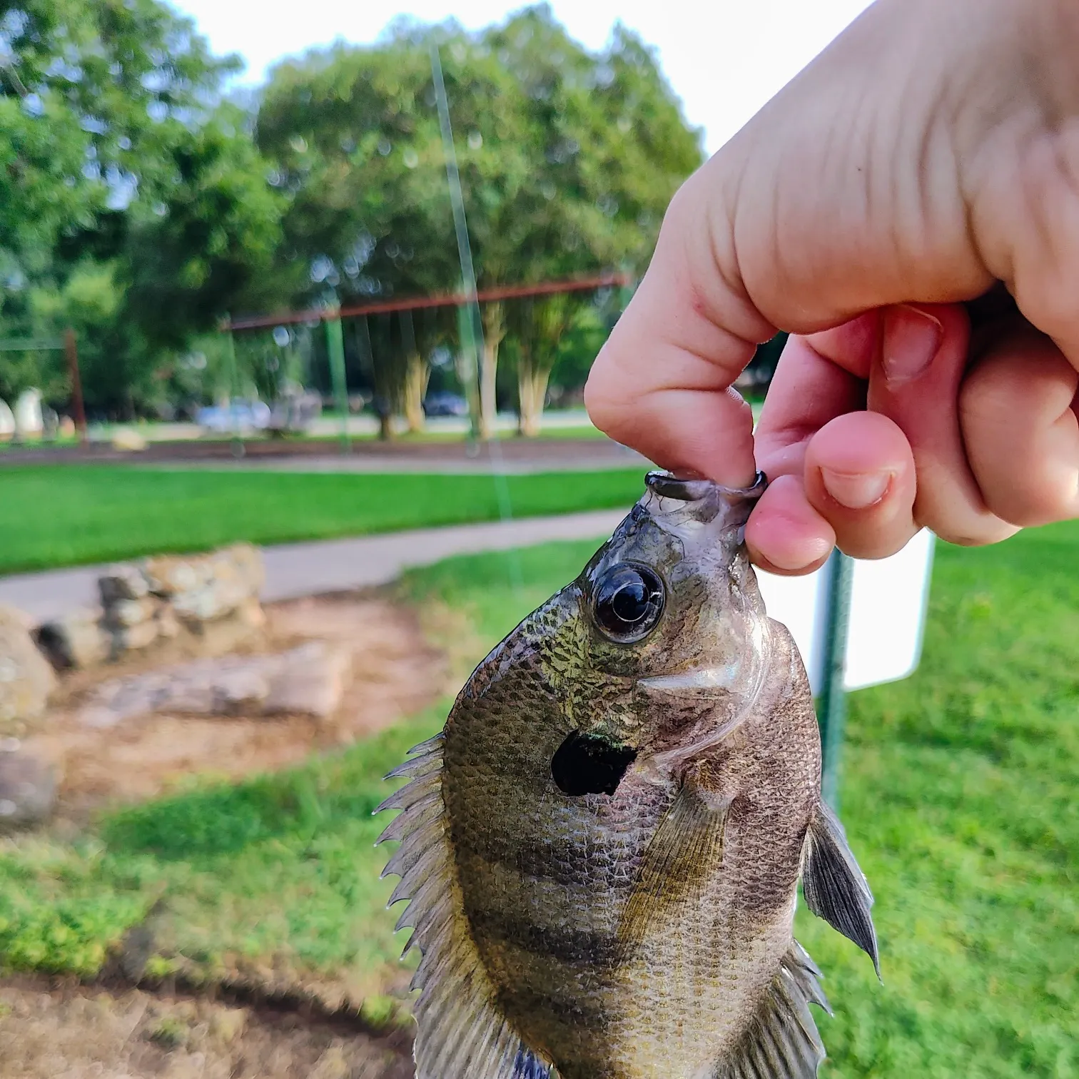 catch