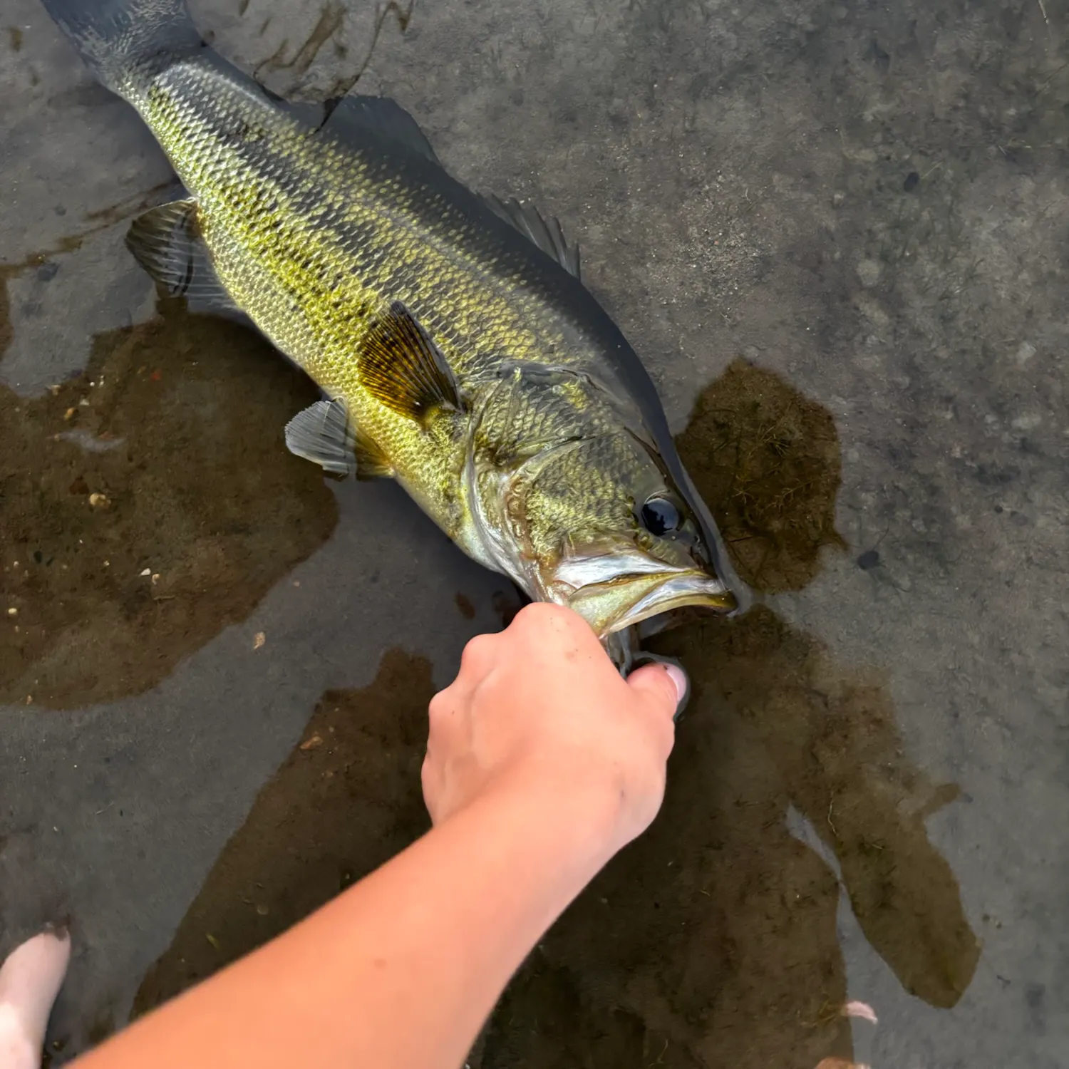 Largemouth bass caught on Fishbrain