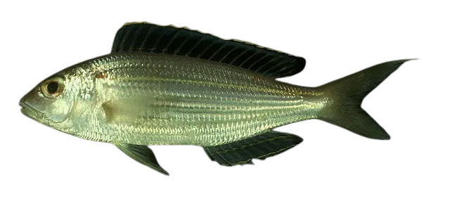 Golden threadfin bream