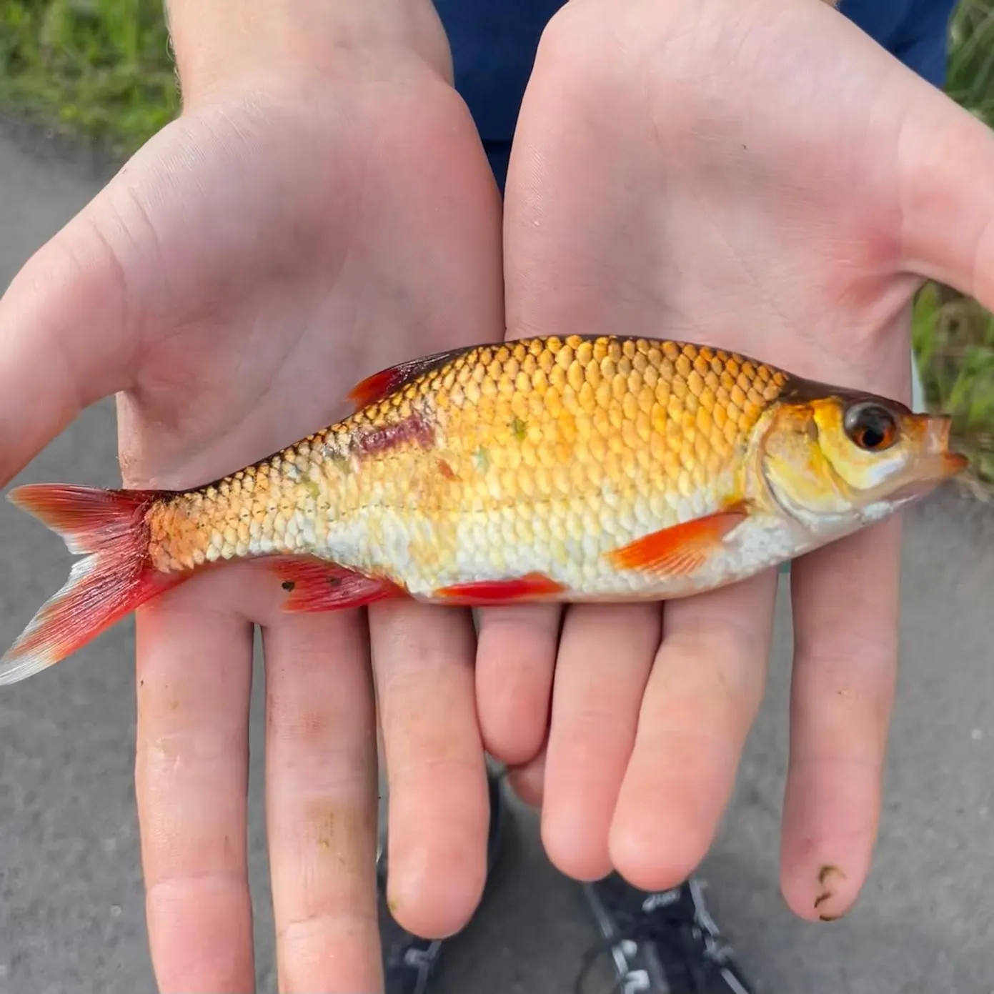 Goldfish caught on Fishbrain