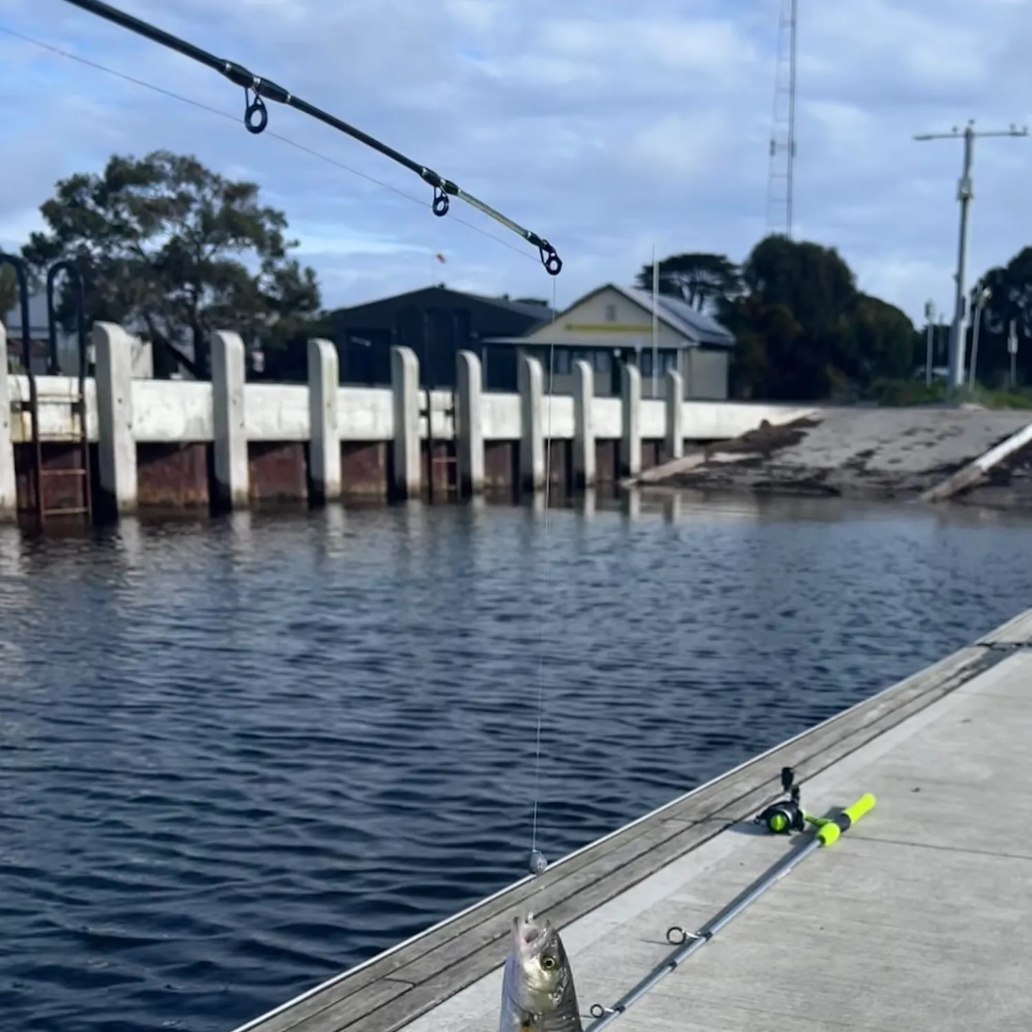 Eastern Australian salmon caught on Fishbrain