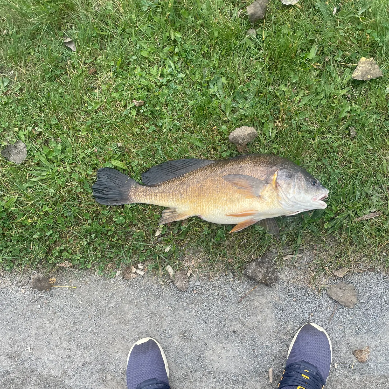 Freshwater drum caught on Fishbrain