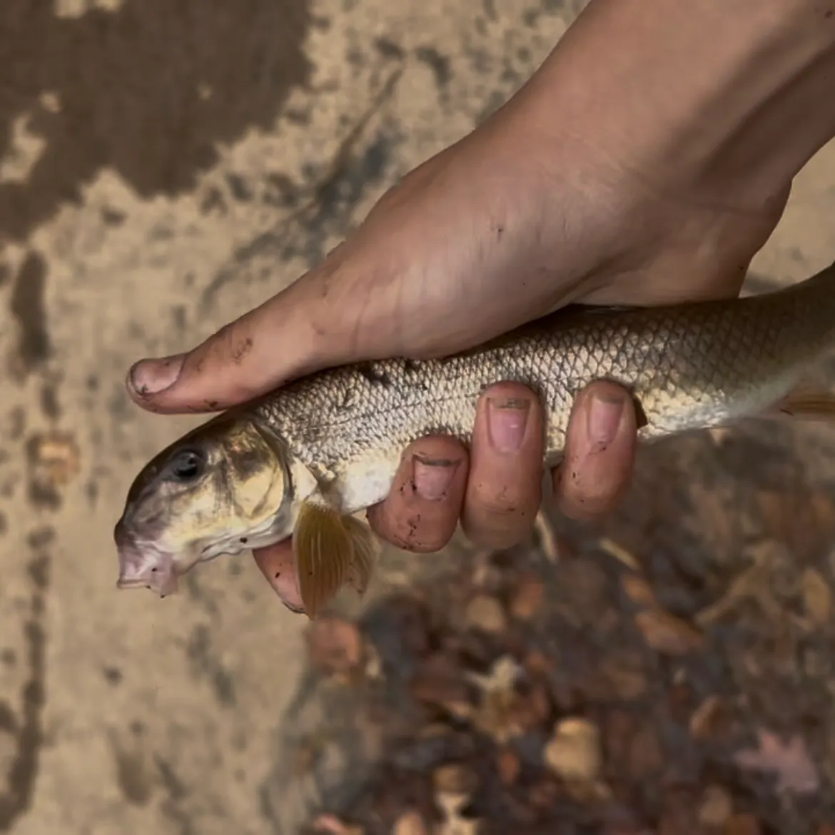 The most recent Alabama hogsucker catches on Fishbrain