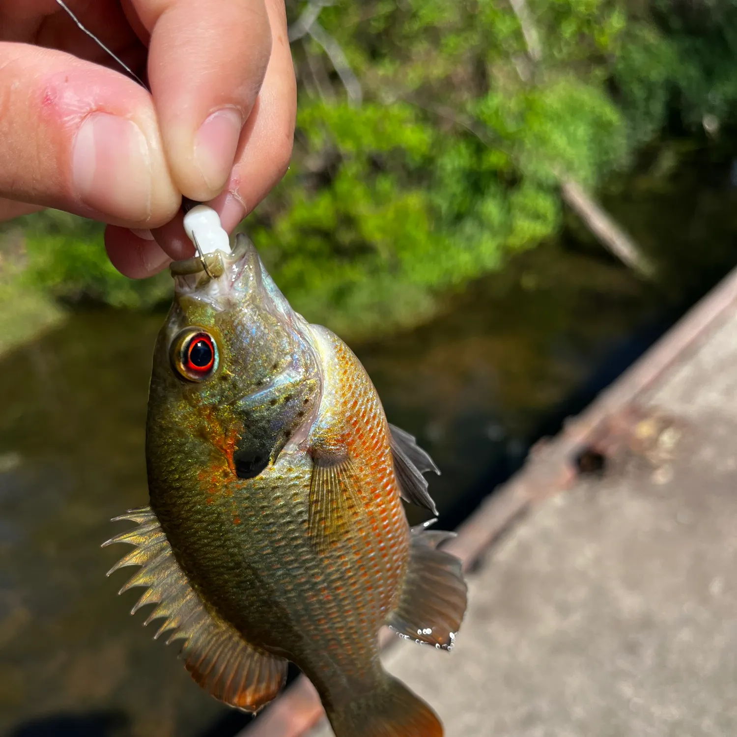 The most recent Redspotted sunfish catches on Fishbrain