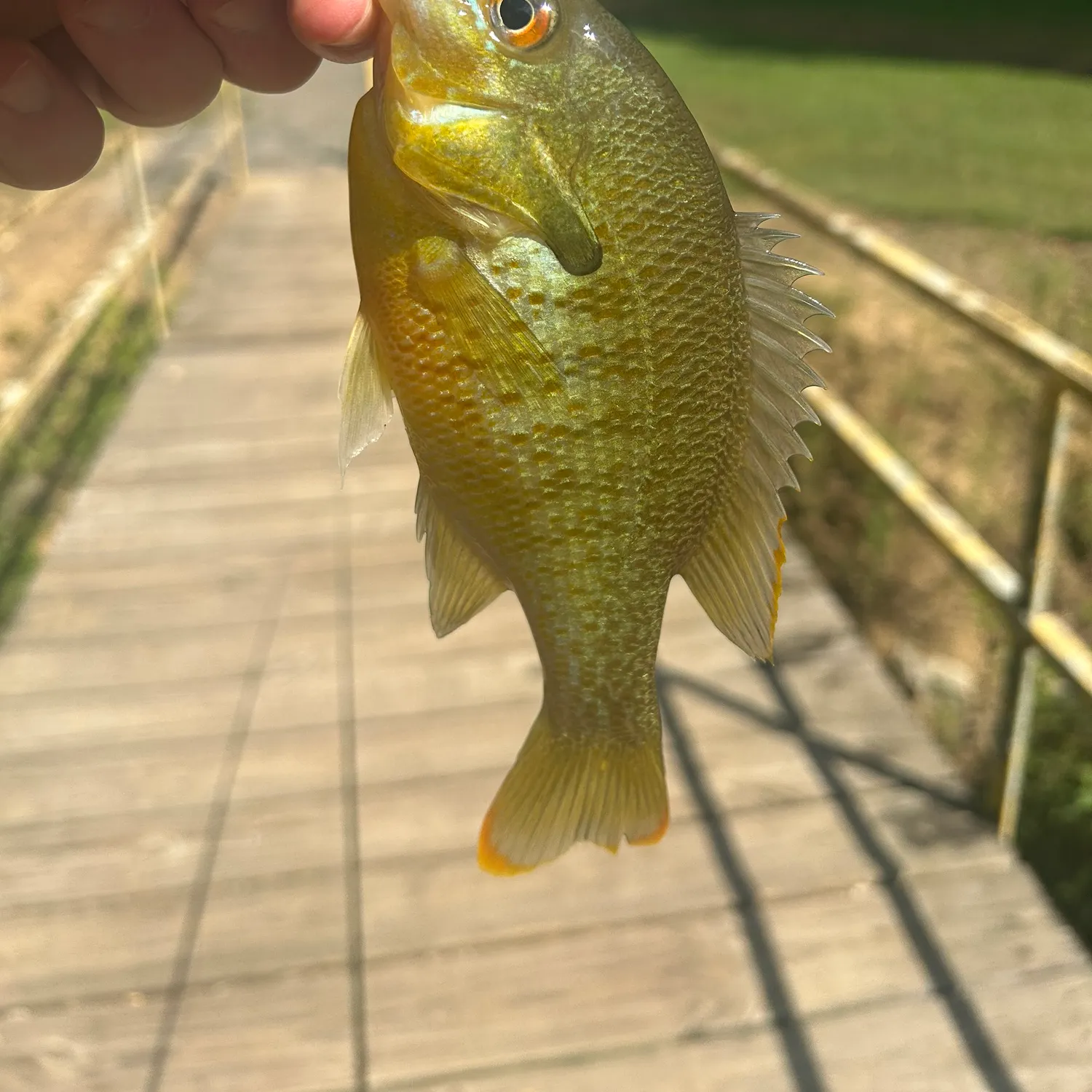 Redbreast sunfish caught on Fishbrain