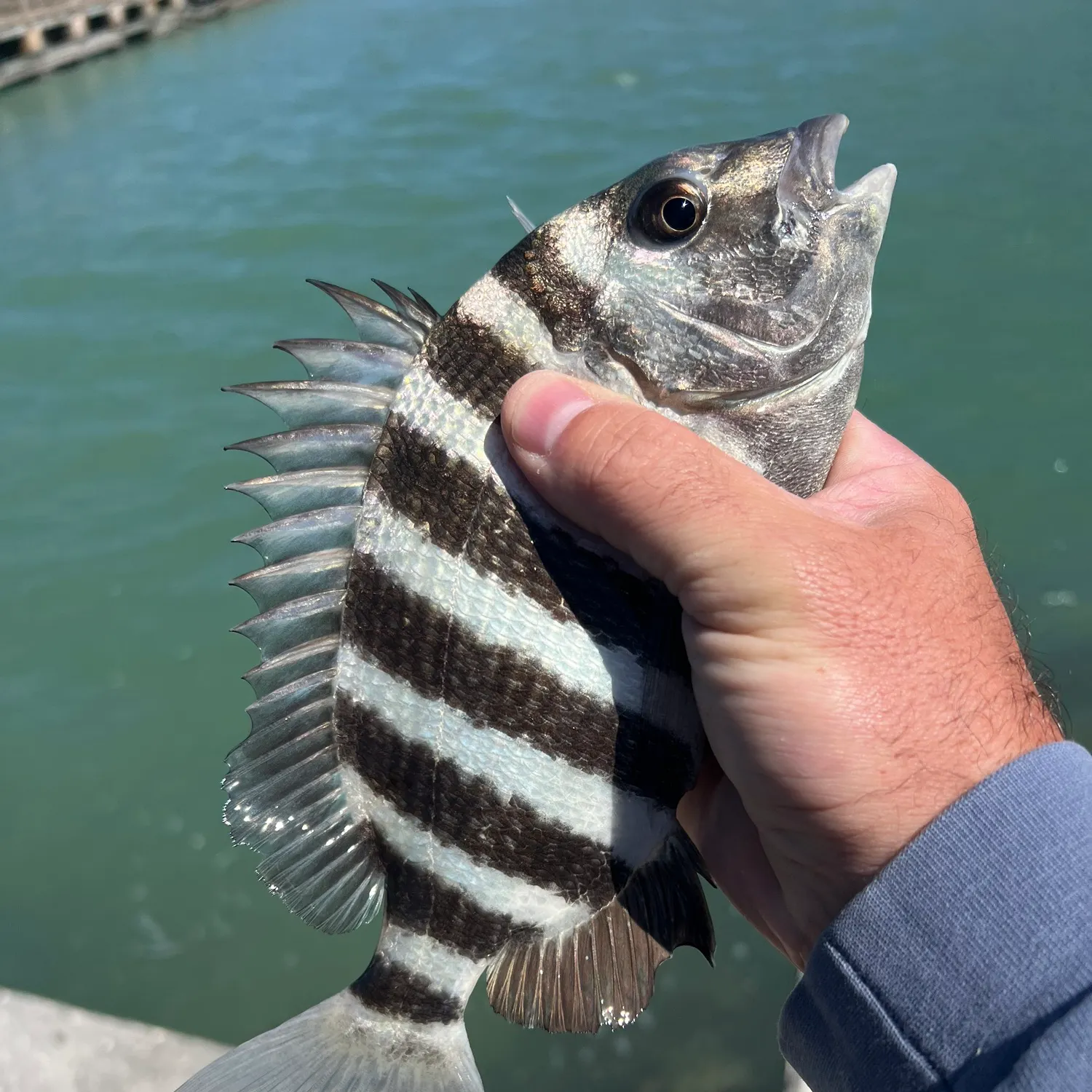 The most recent Sheepshead catches on Fishbrain