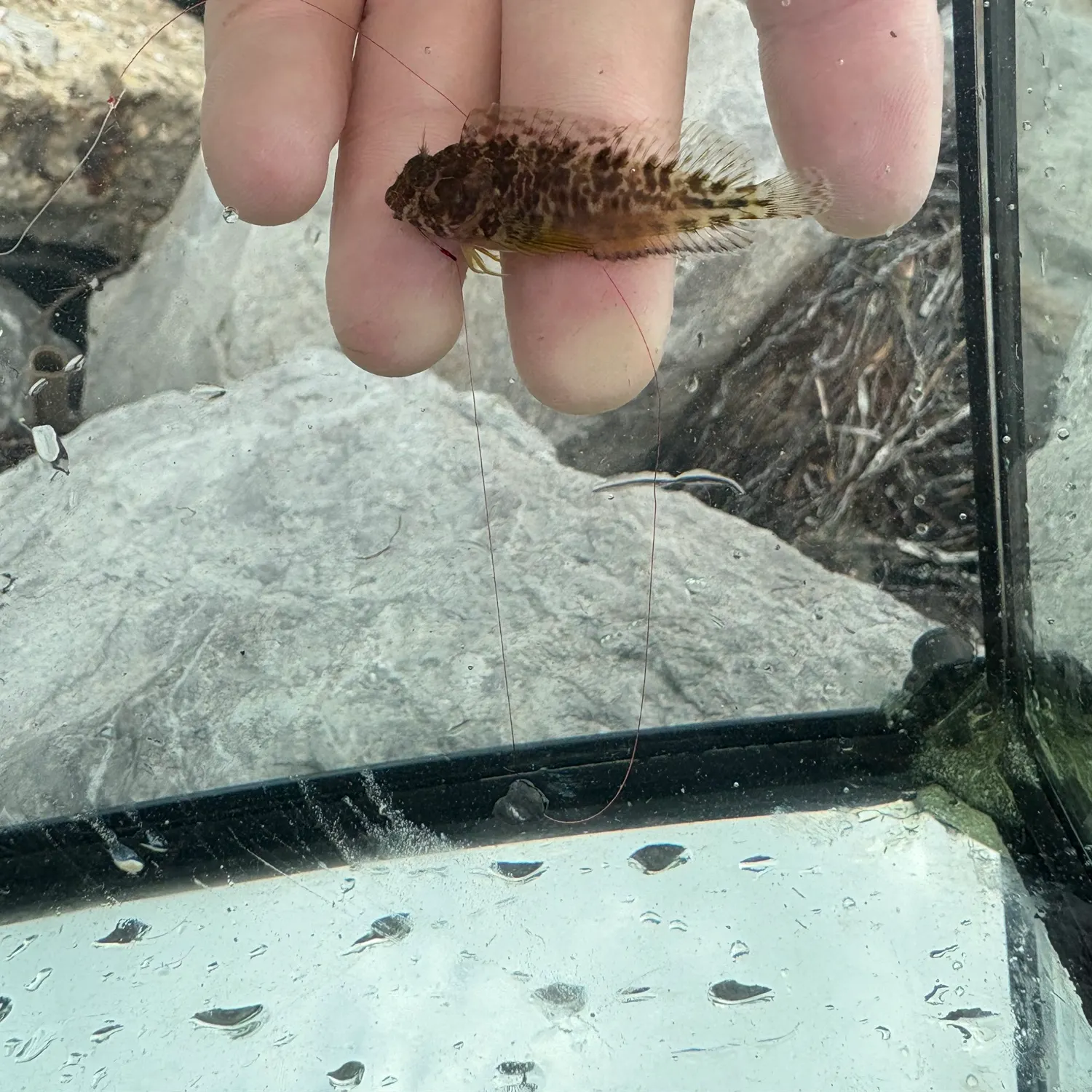 The most recent Feather blenny catches on Fishbrain
