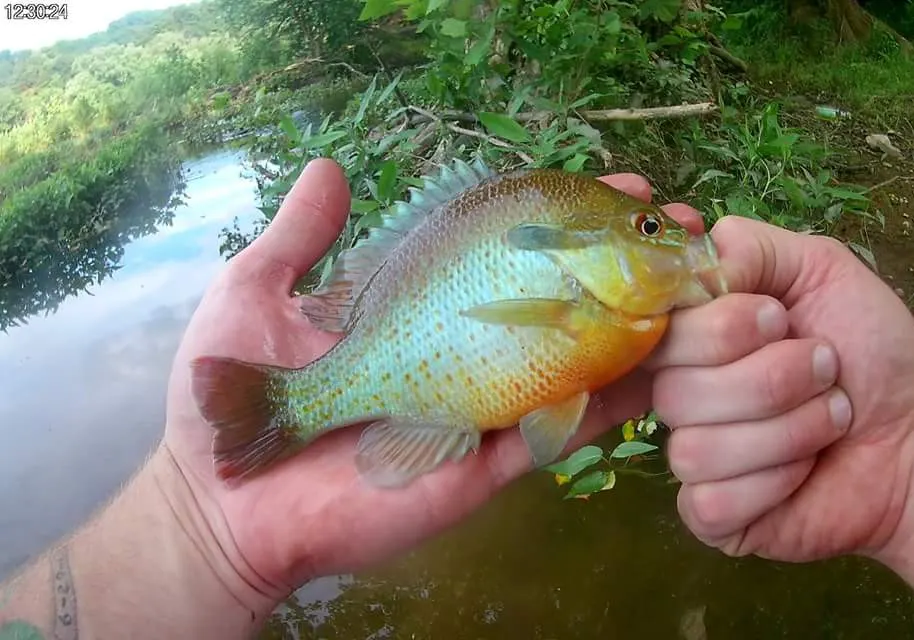 Redbreast sunfish