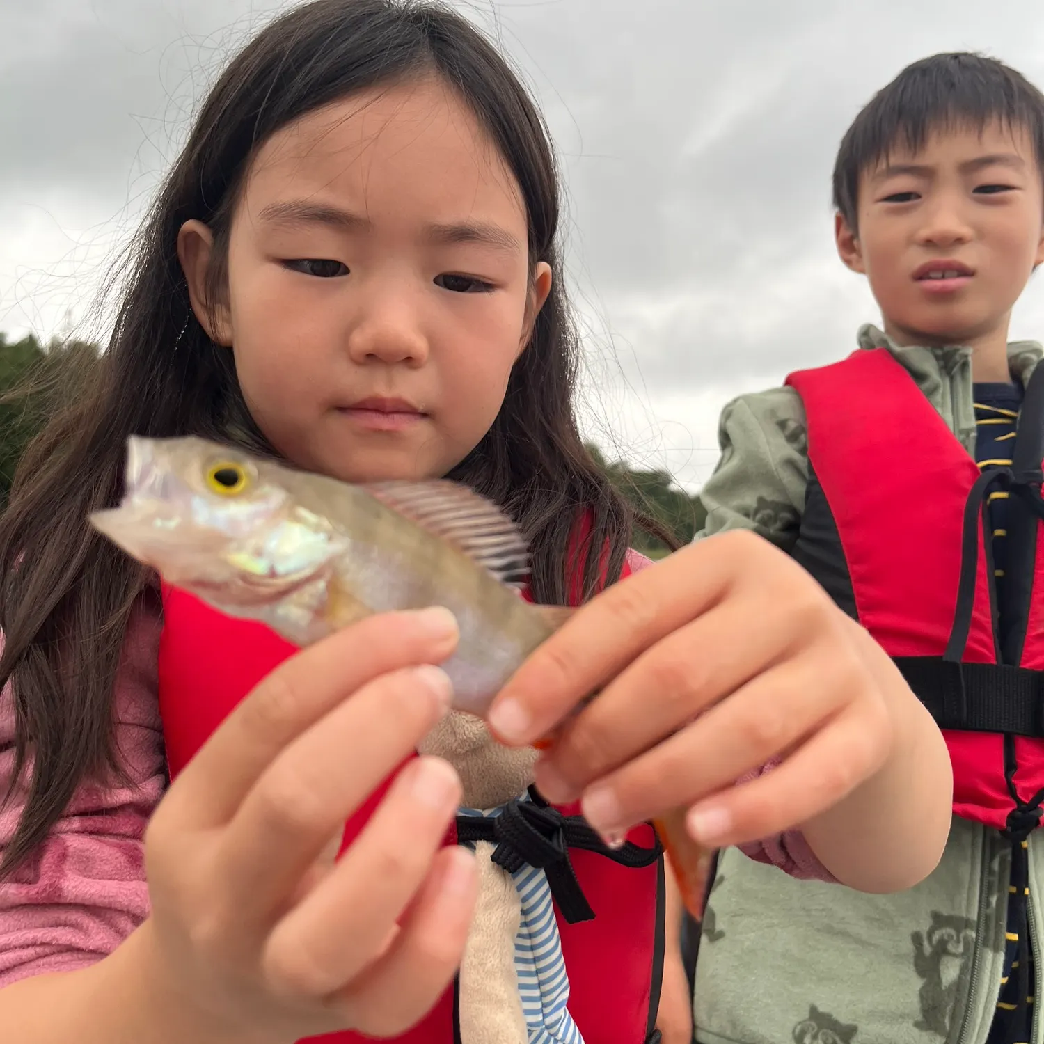 European perch caught on Fishbrain