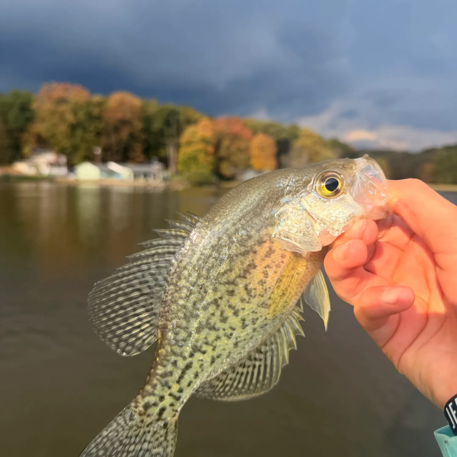White crappie caught on Fishbrain