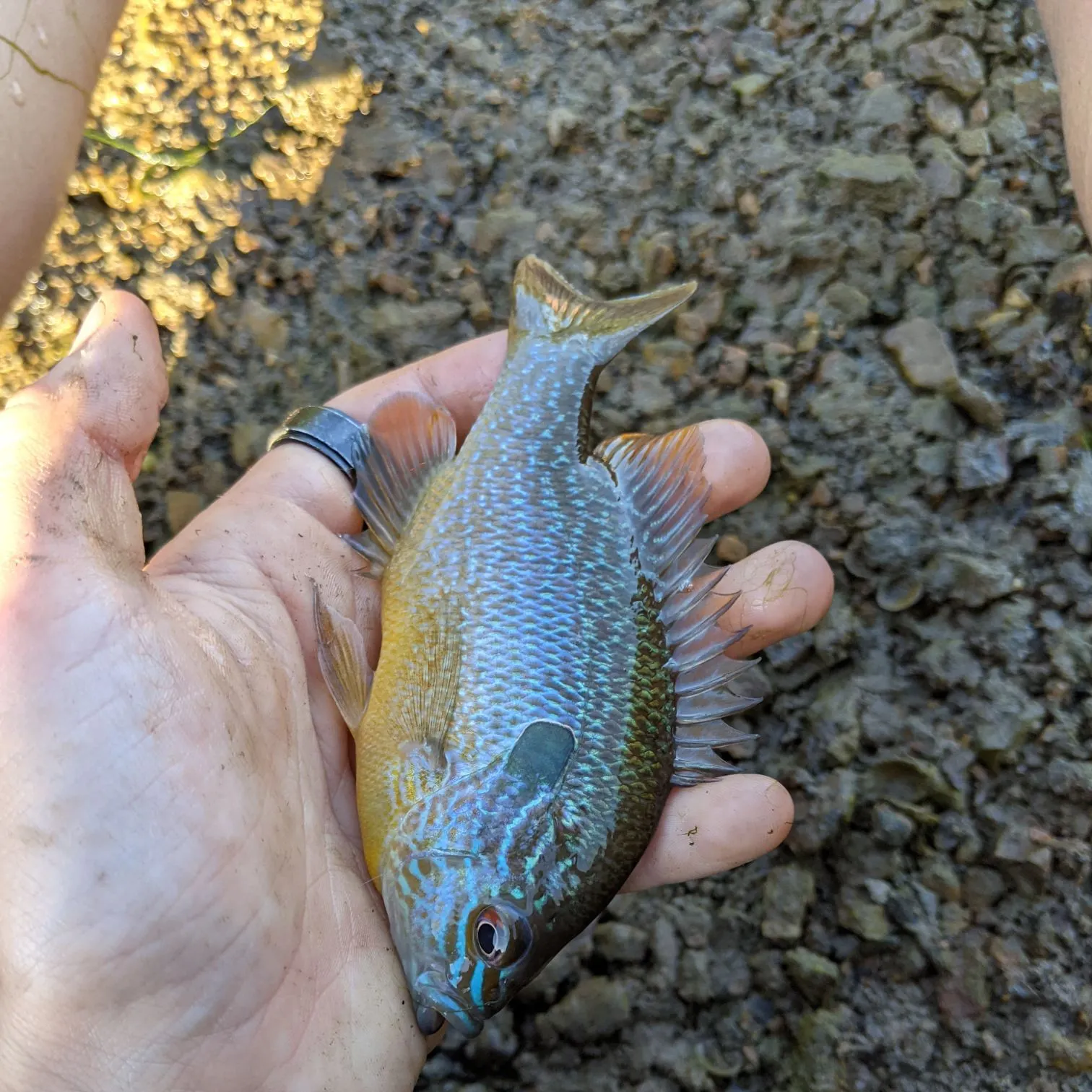 Longear sunfish caught on Fishbrain