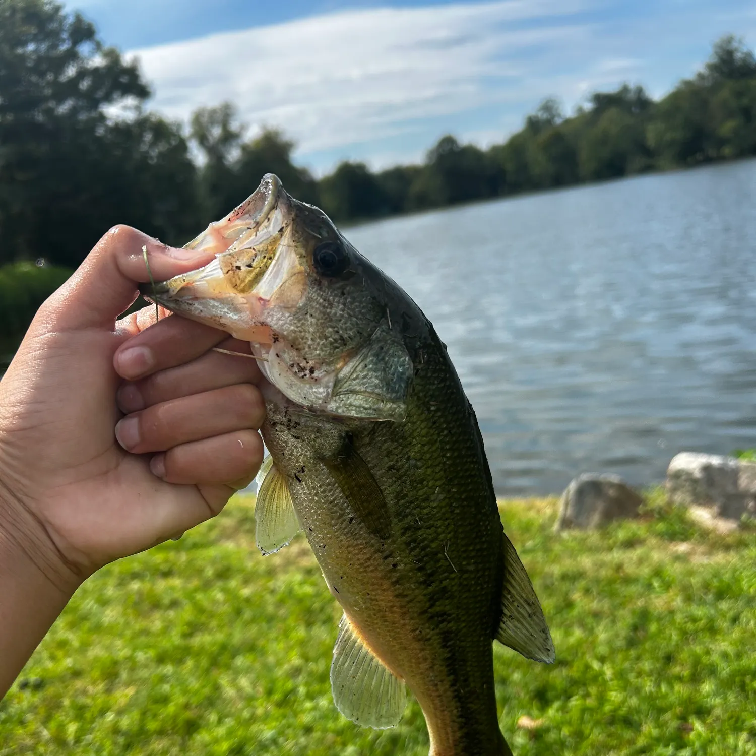 Largemouth bass caught on Fishbrain