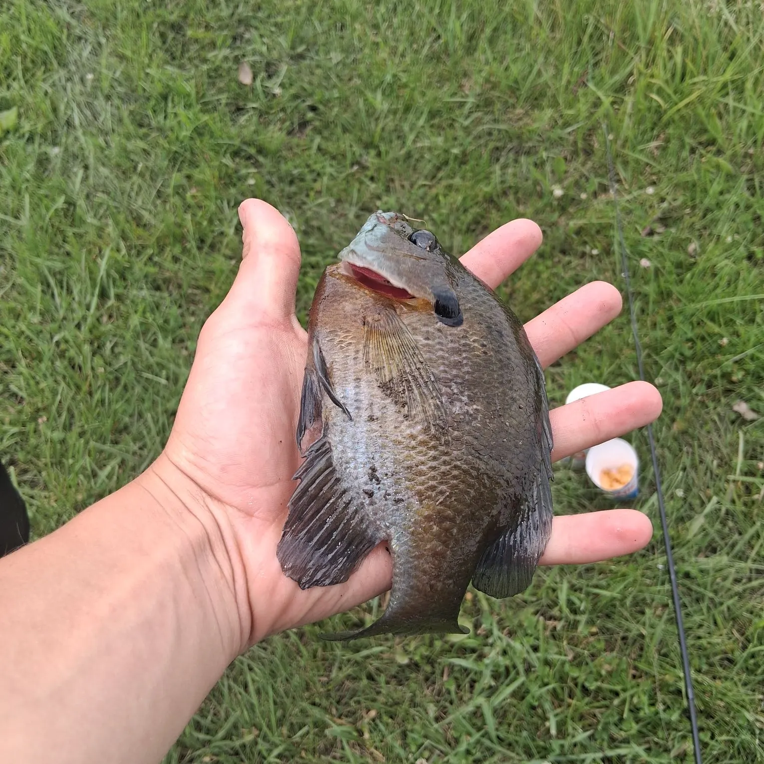 The most recent Bluegill catches on Fishbrain
