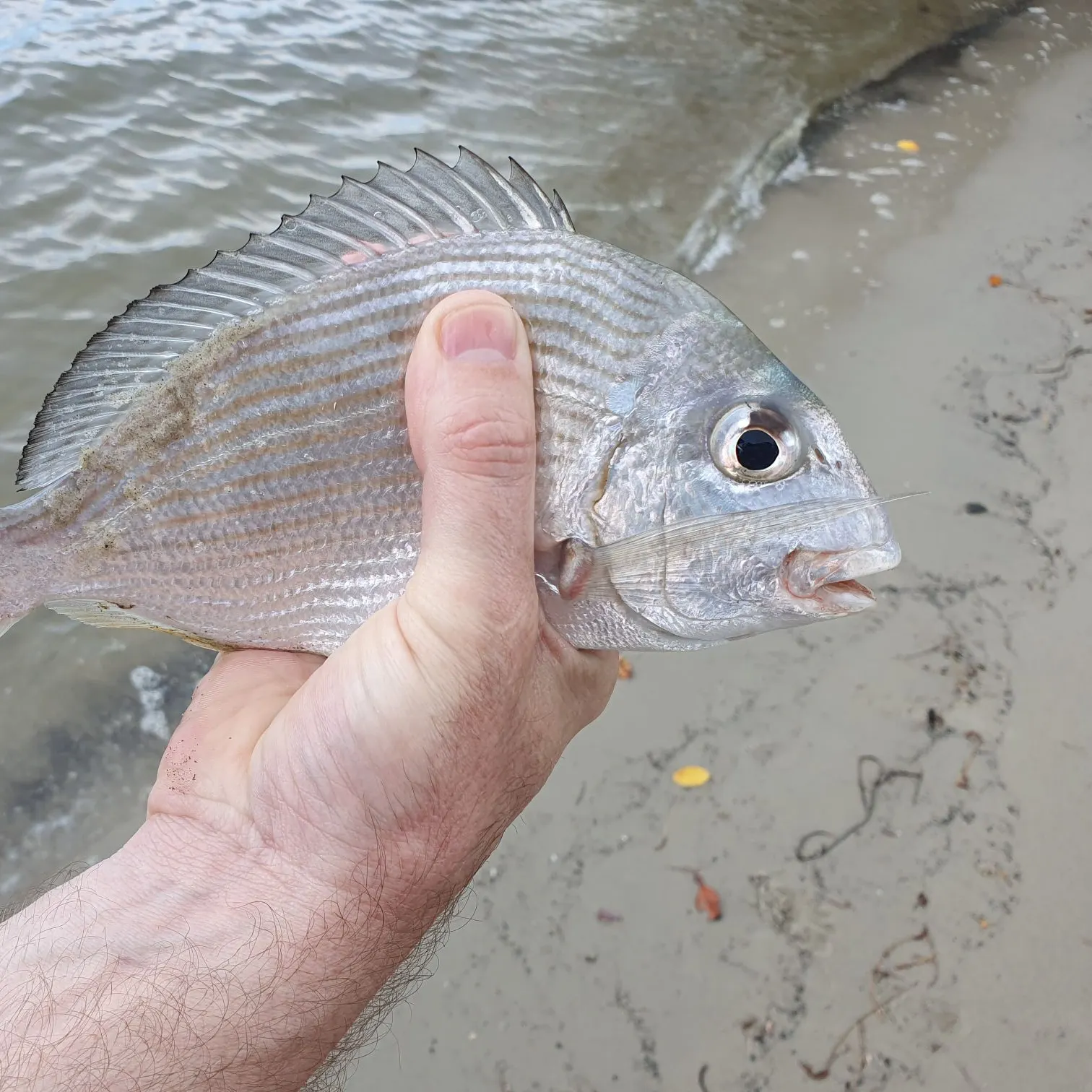 The most recent Goldlined seabream catches on Fishbrain