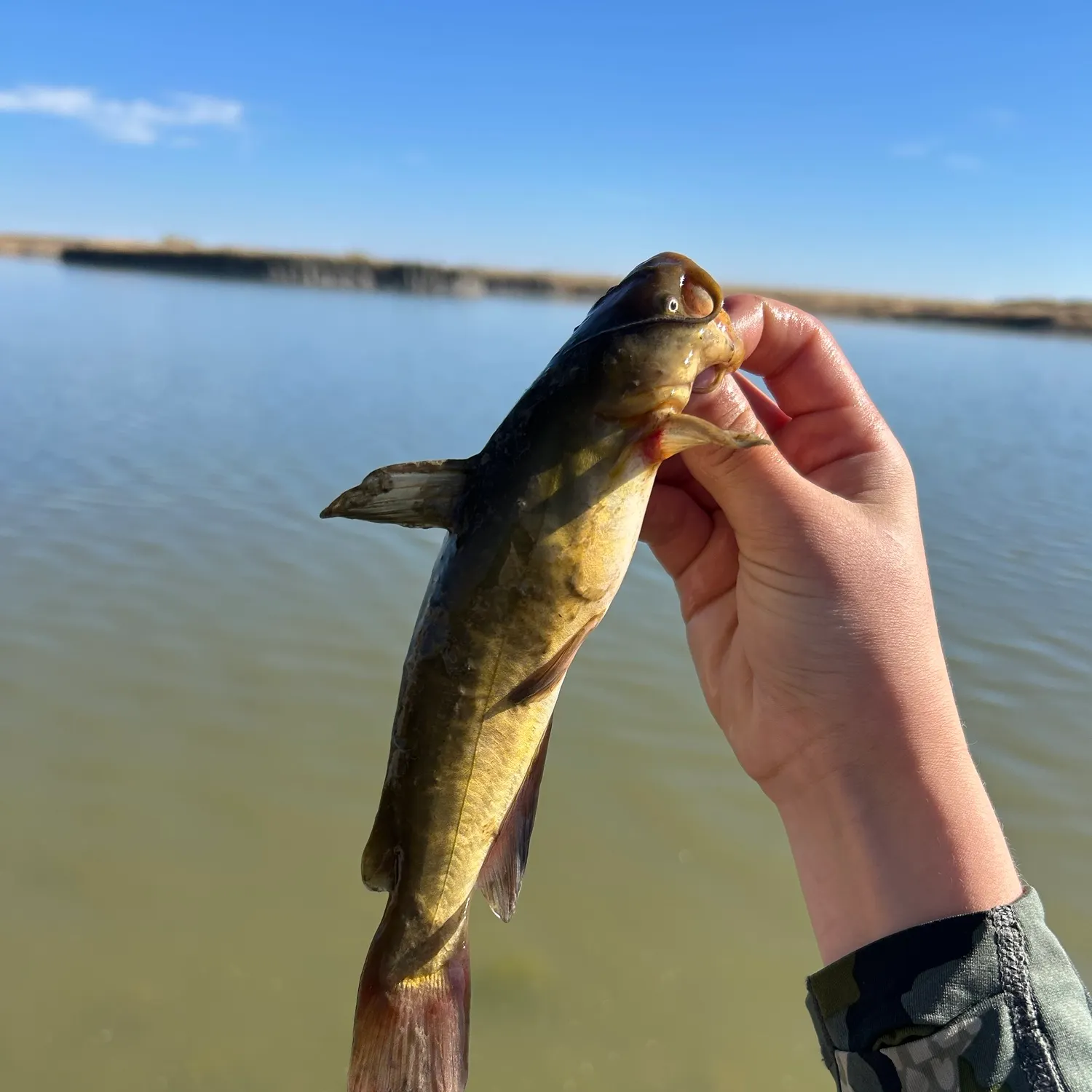 Yellow bullhead caught on Fishbrain
