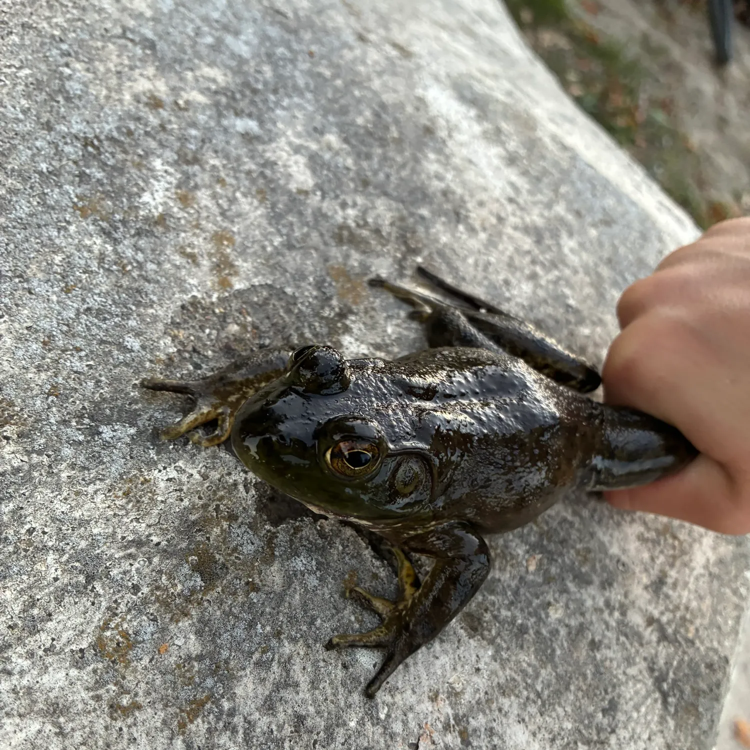 The most recent American bullfrog catches on Fishbrain