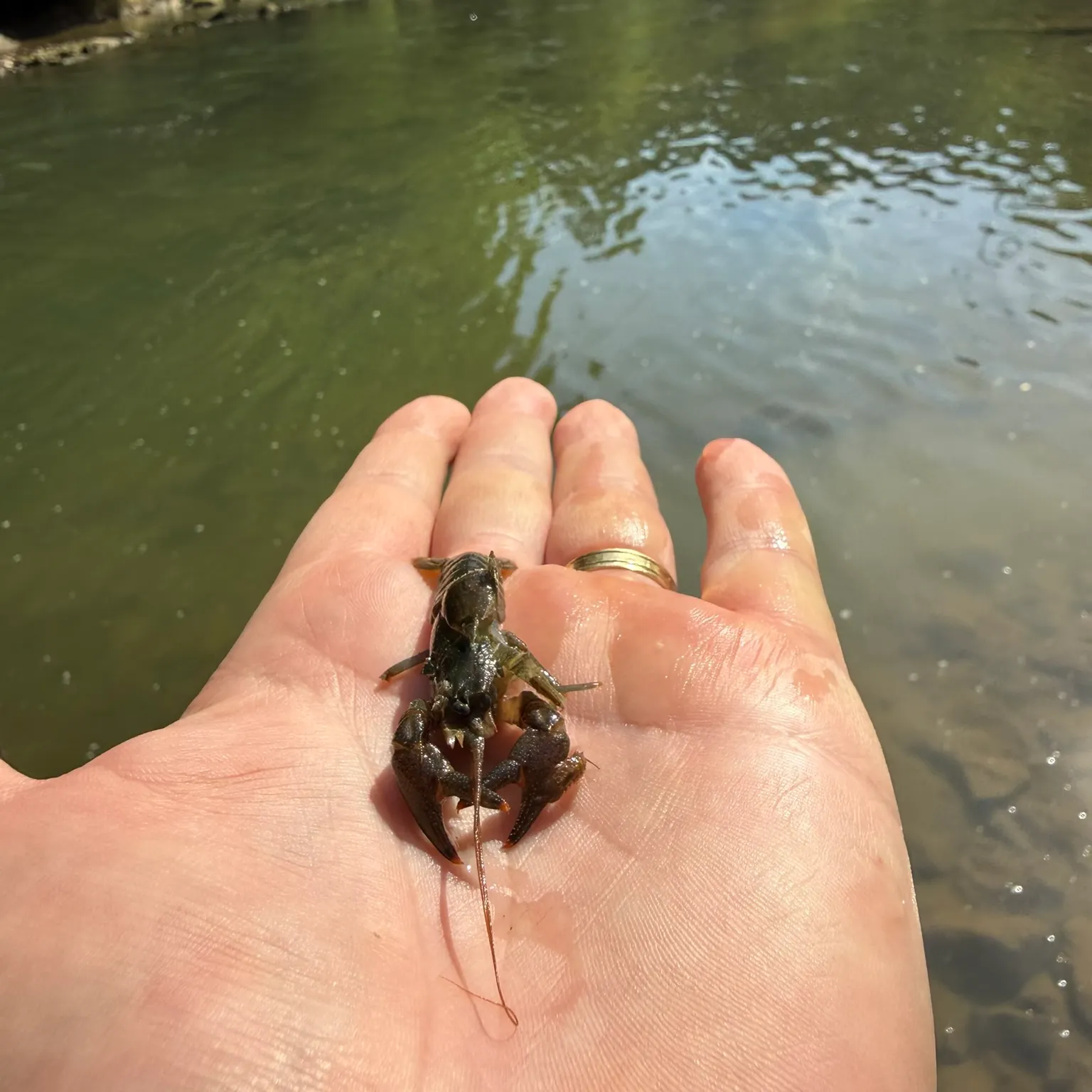 The most recent Allegheny crayfish catches on Fishbrain