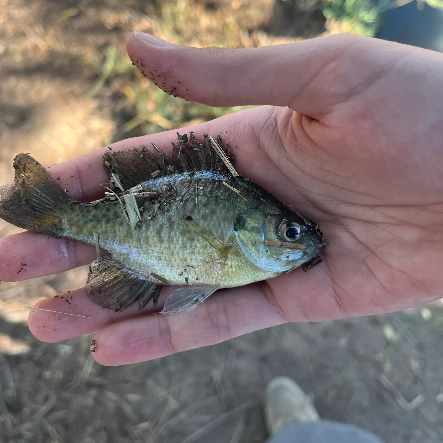 Bluegill caught on Fishbrain