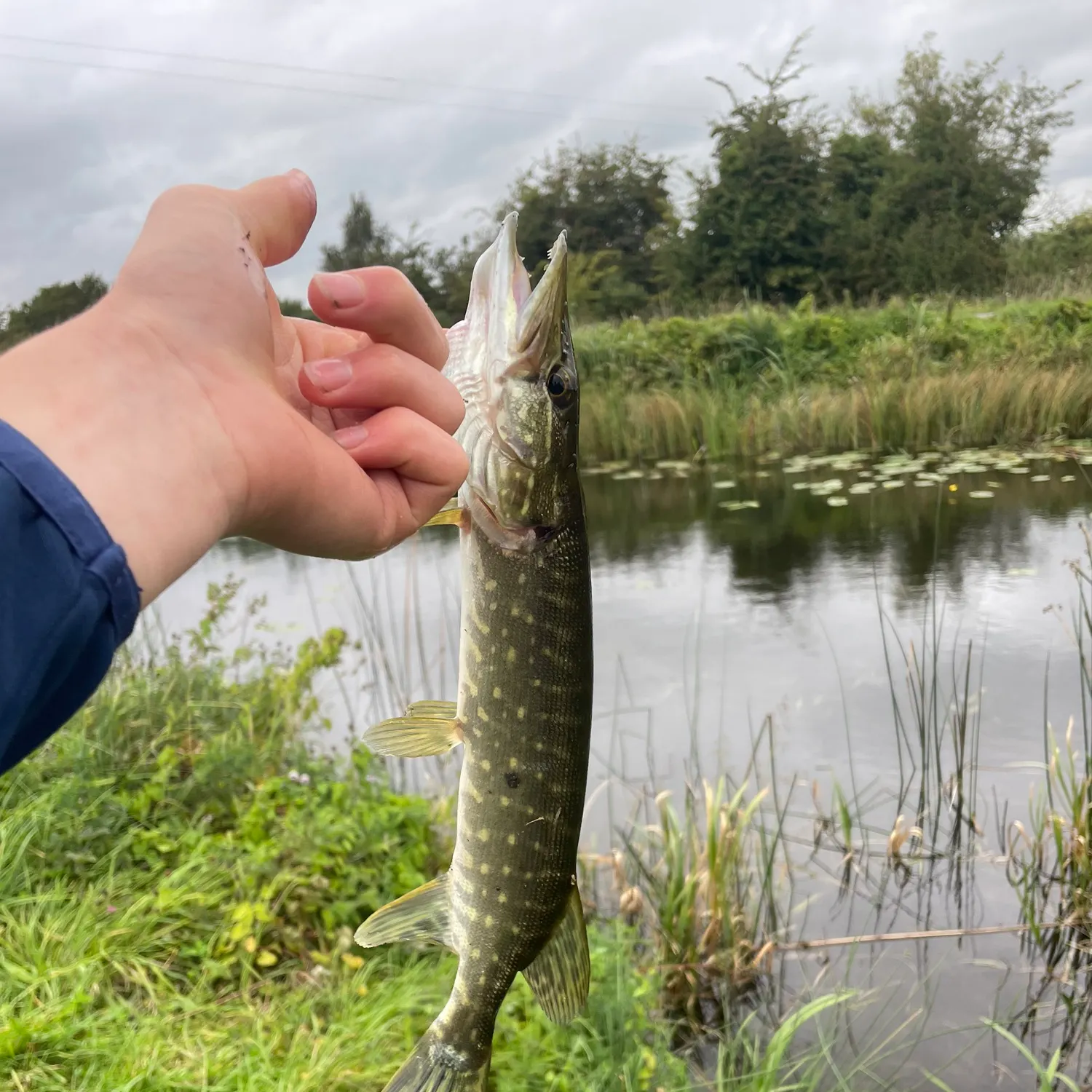Northern pike caught on Fishbrain