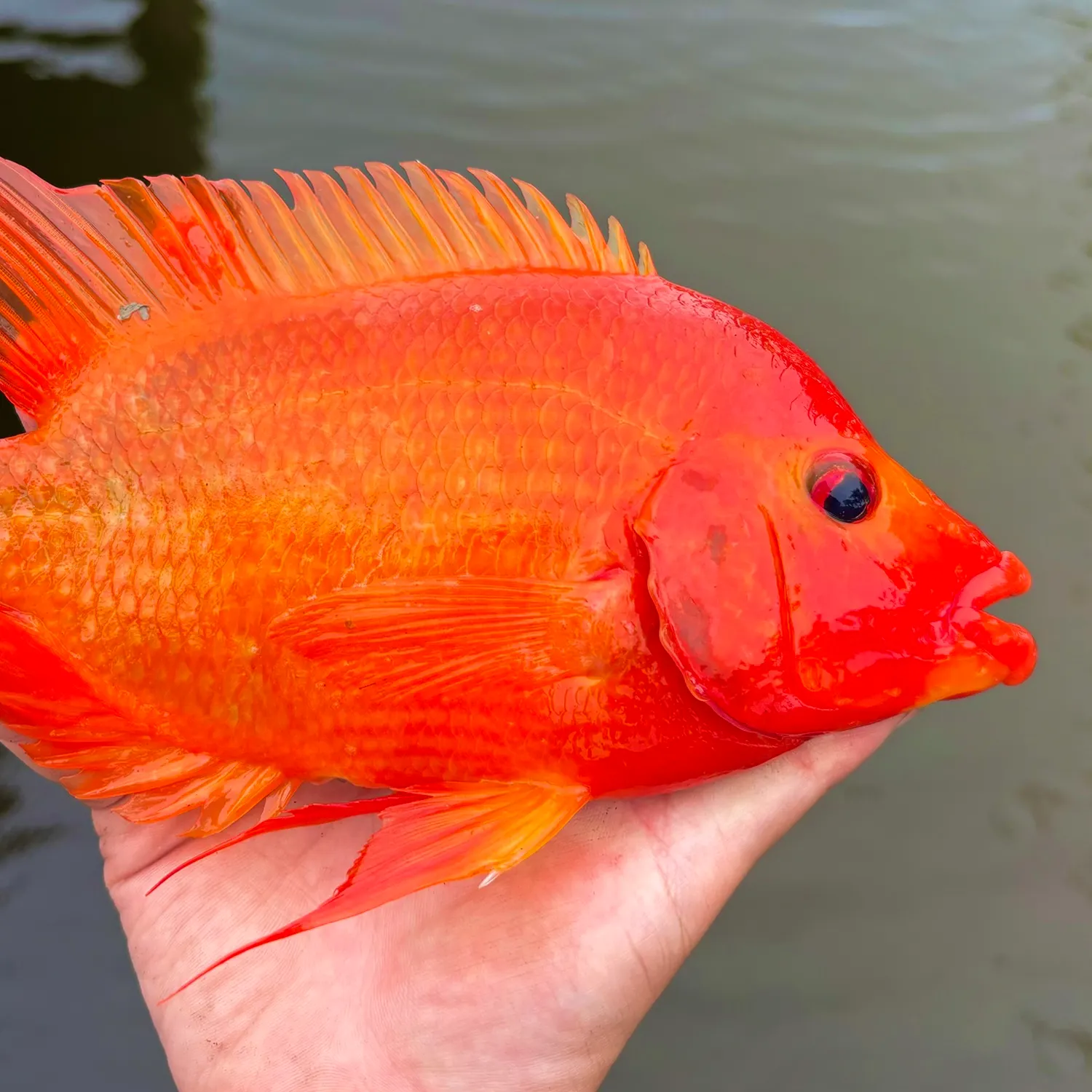 Midas cichlid caught on Fishbrain