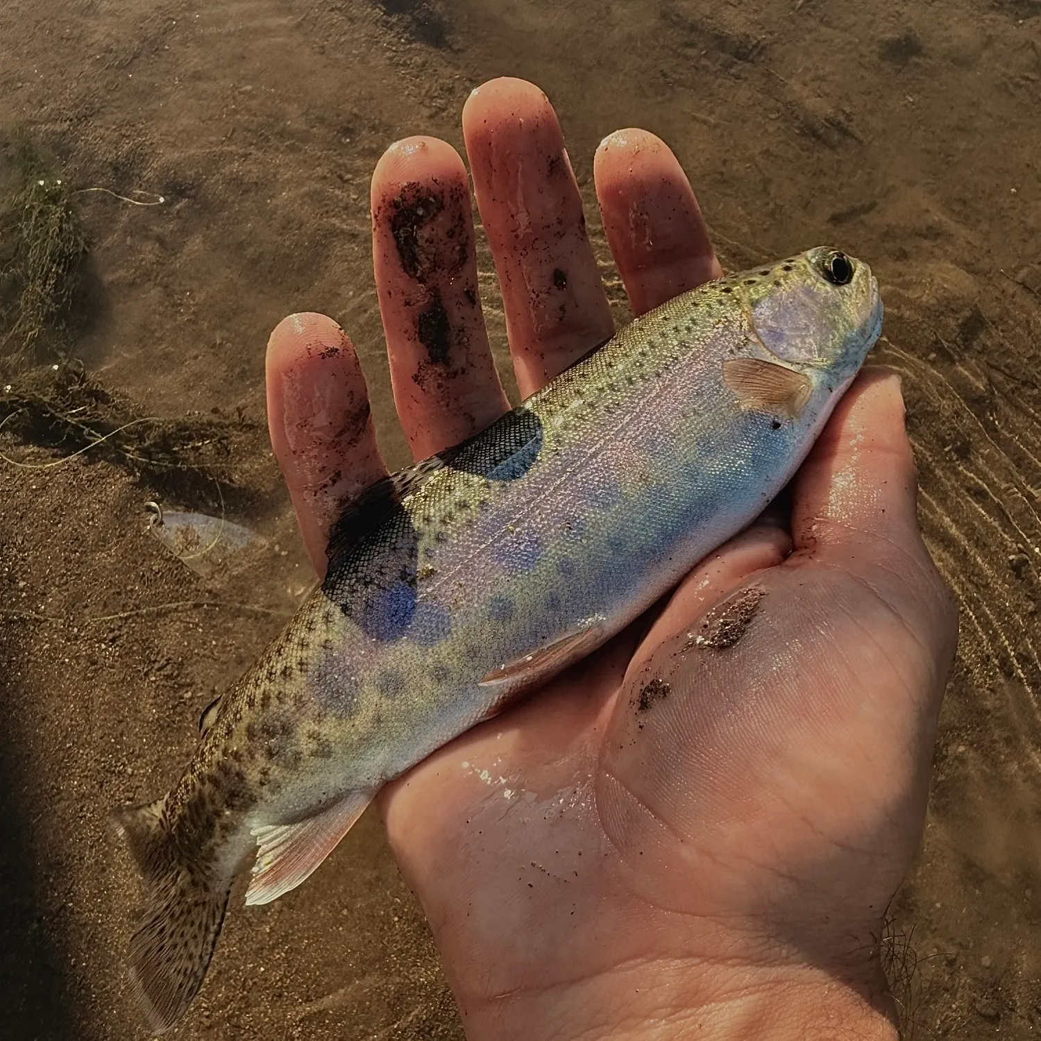 Rainbow trout caught on Fishbrain