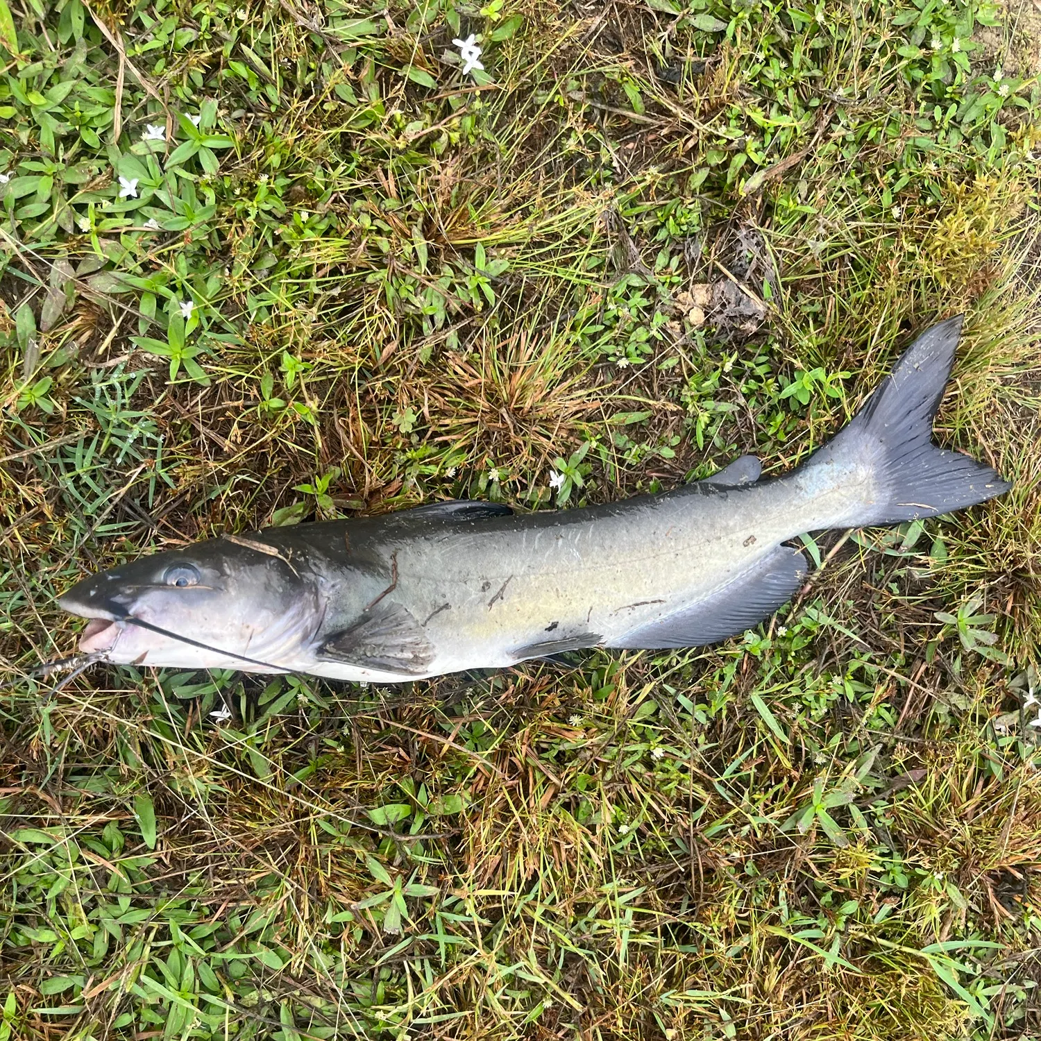 Channel catfish caught on Fishbrain