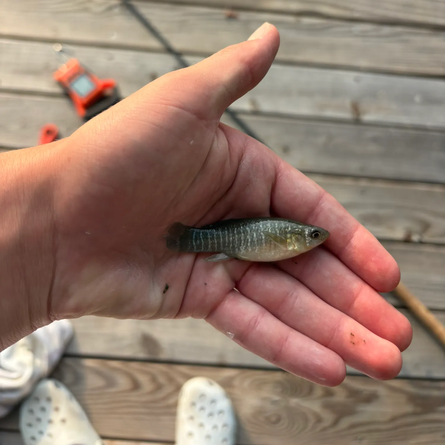 The most recent Mummichog catches on Fishbrain
