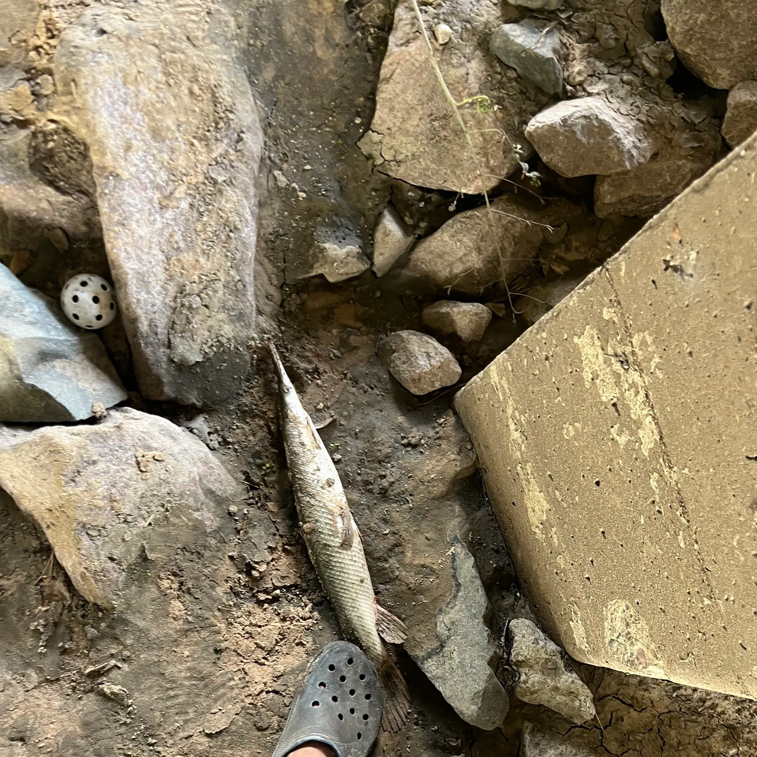 The most recent Spotted gar catches on Fishbrain