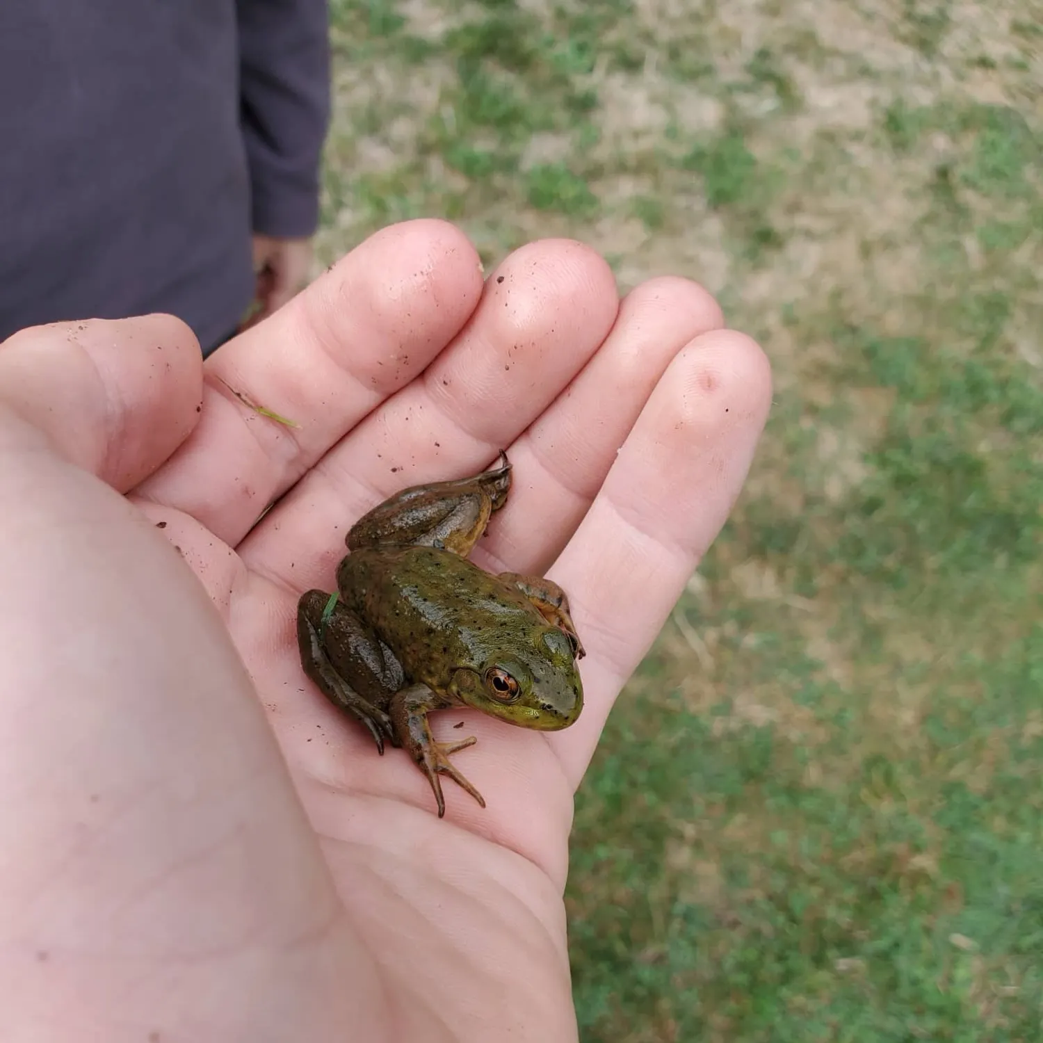 Green frog caught on Fishbrain
