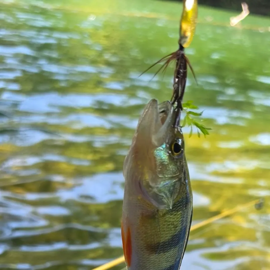Yellow perch caught on Fishbrain