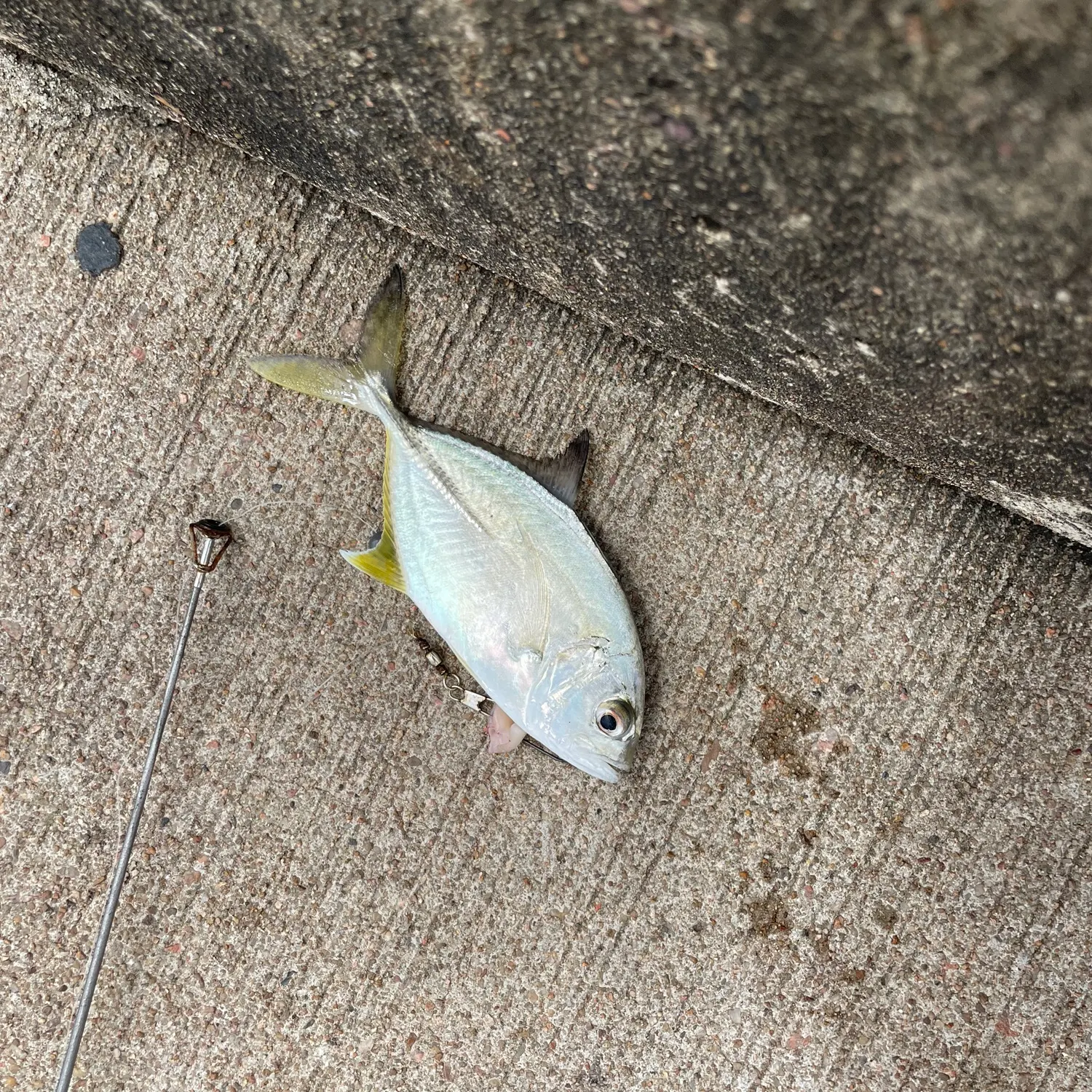 The most recent Yellowspotted trevally catches on Fishbrain
