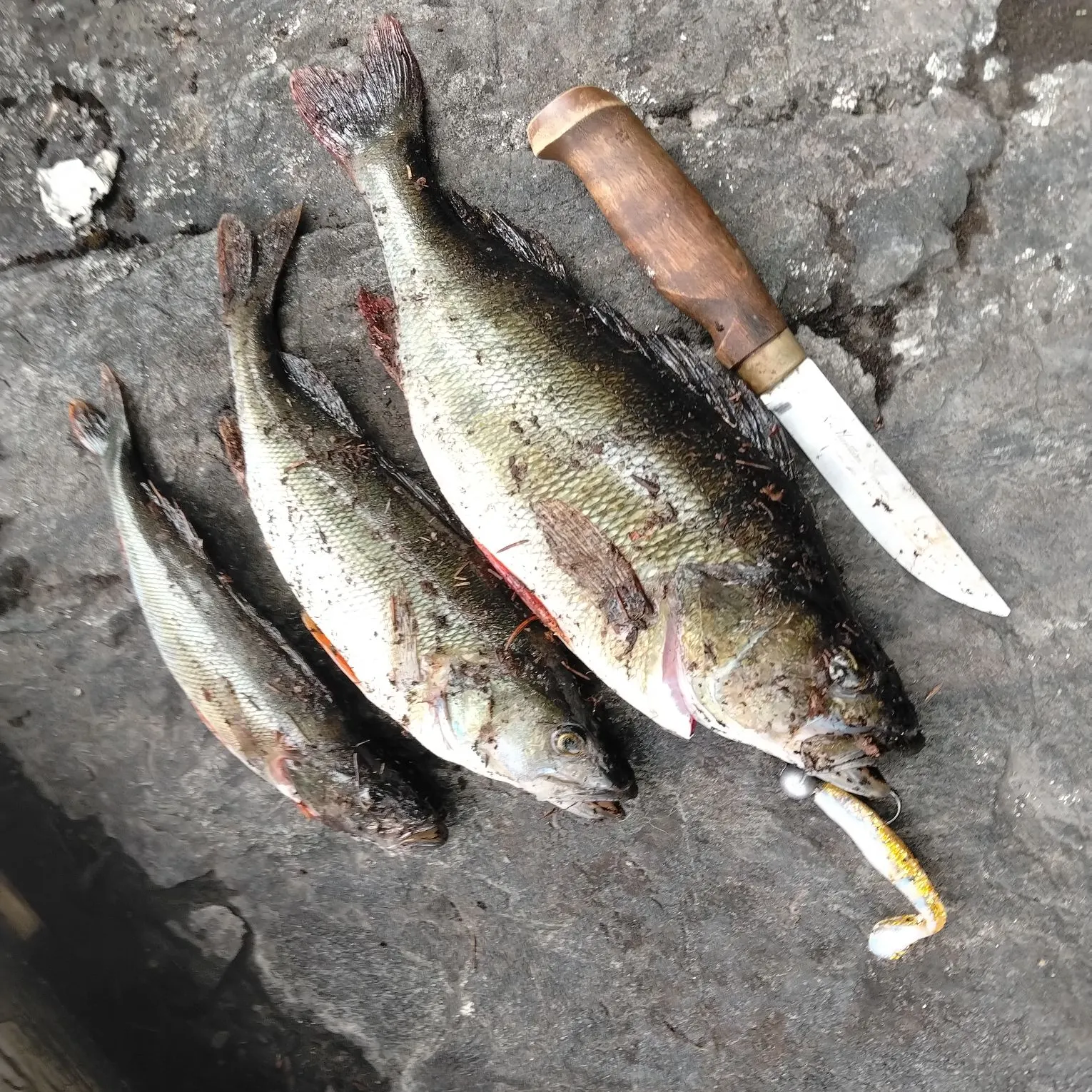 recently logged catches