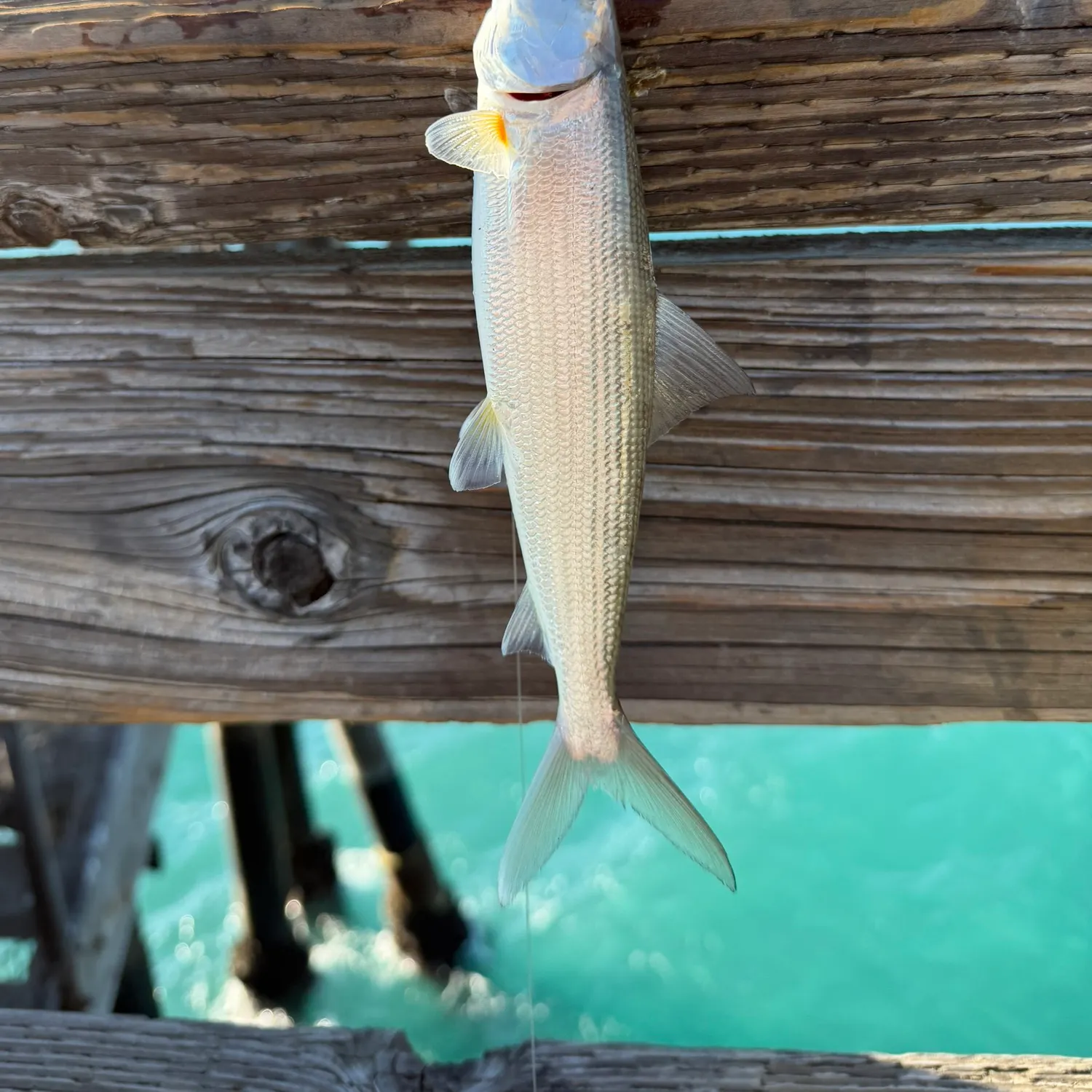 The most recent West Atlantic bonefish catches on Fishbrain