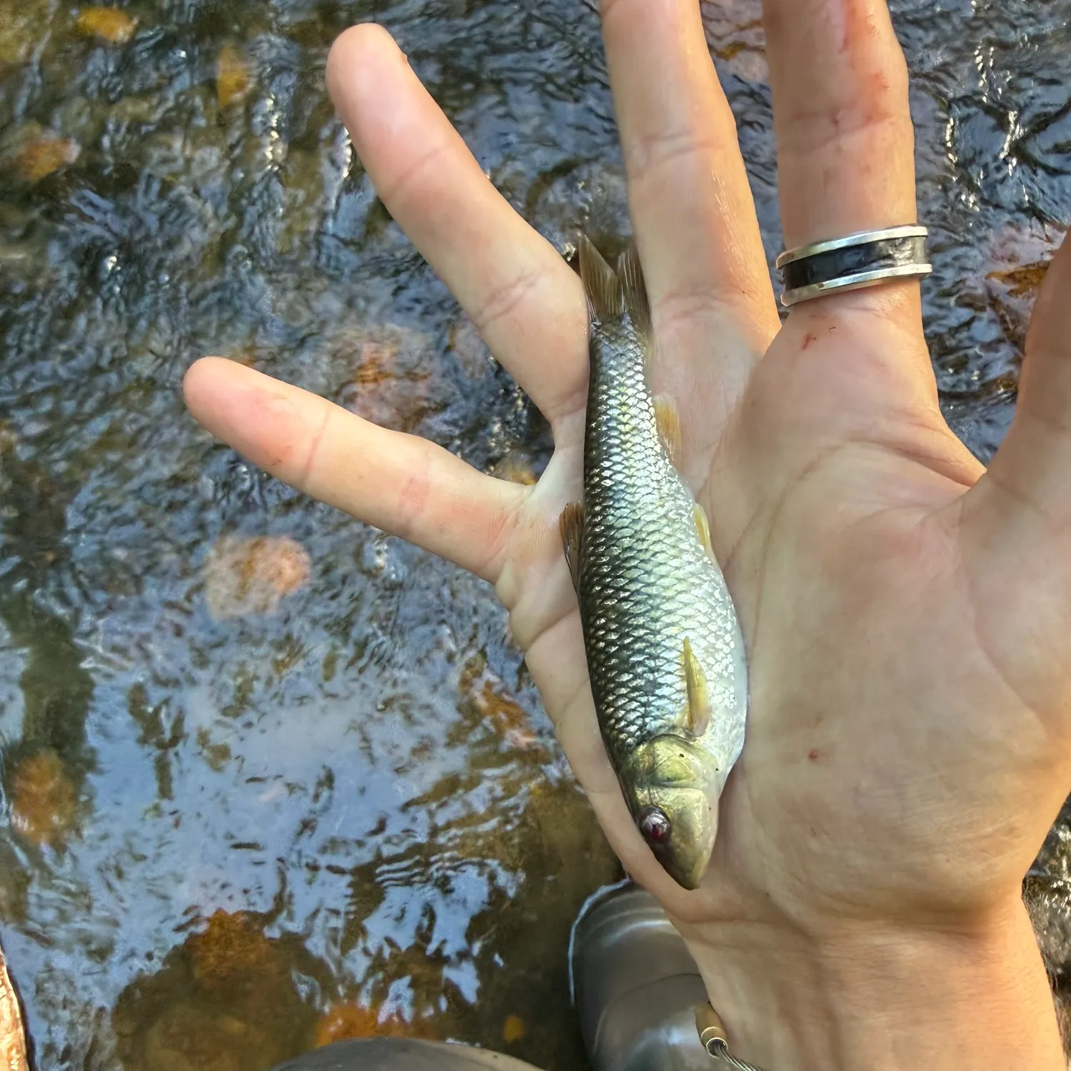 The most recent Redspot chub catches on Fishbrain