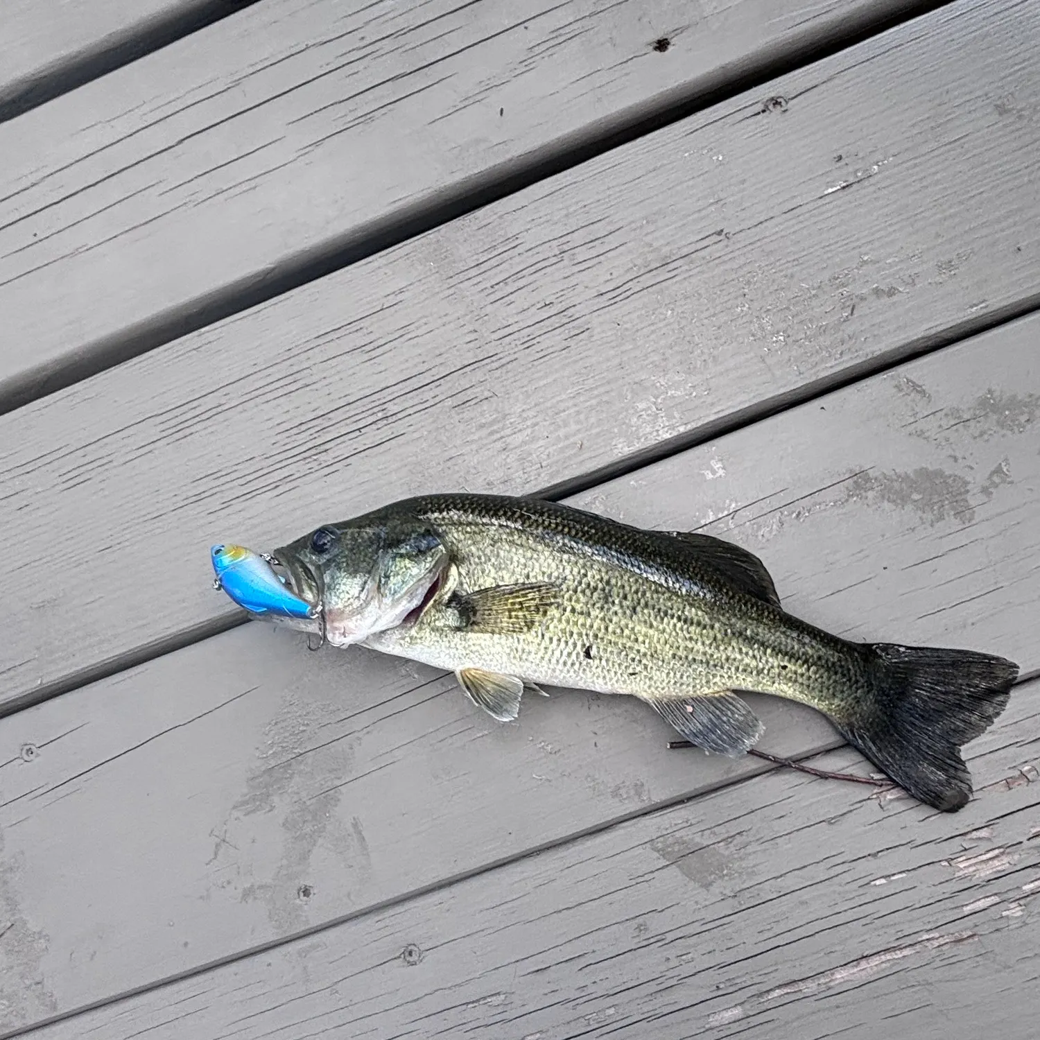 Largemouth bass caught on Fishbrain