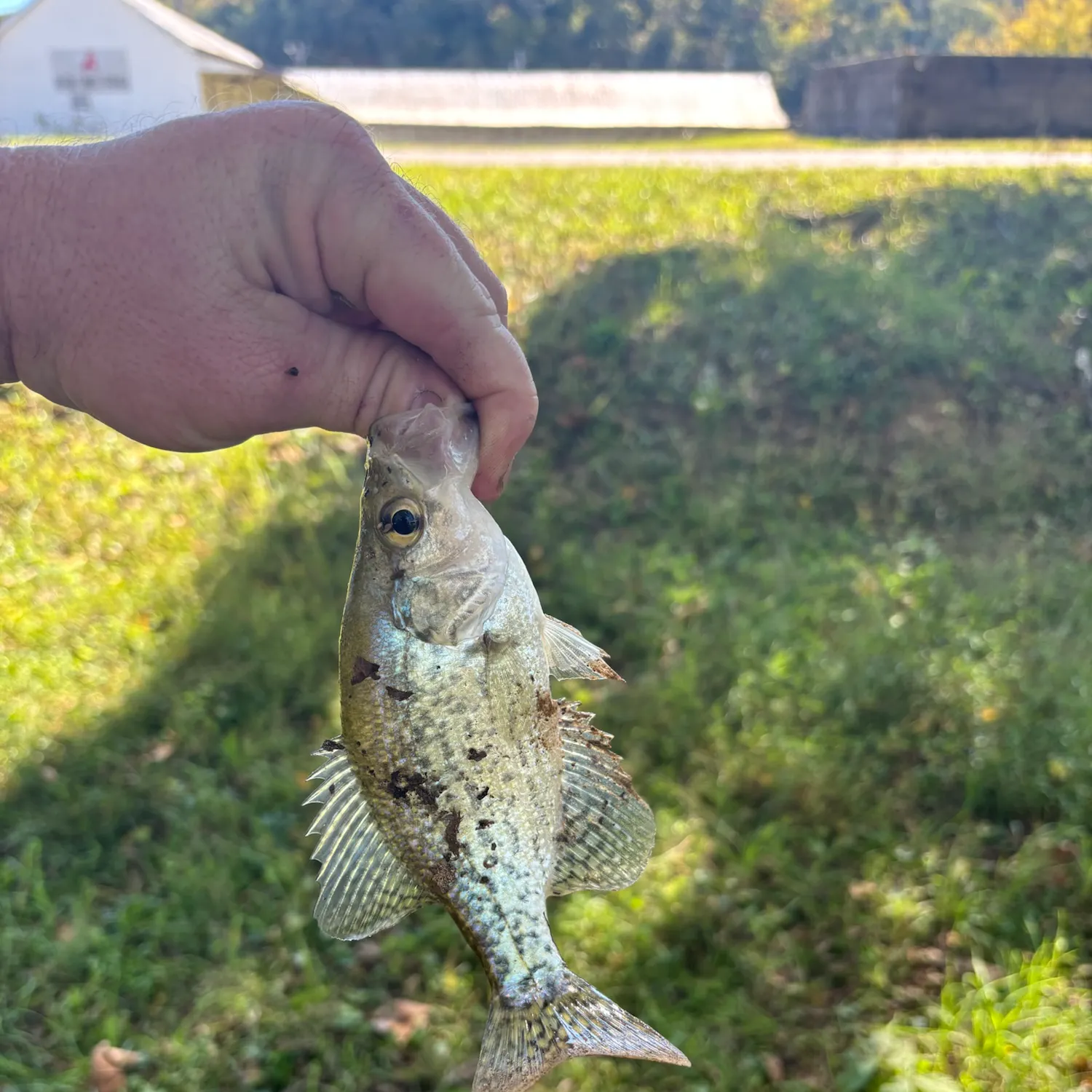 White crappie caught on Fishbrain