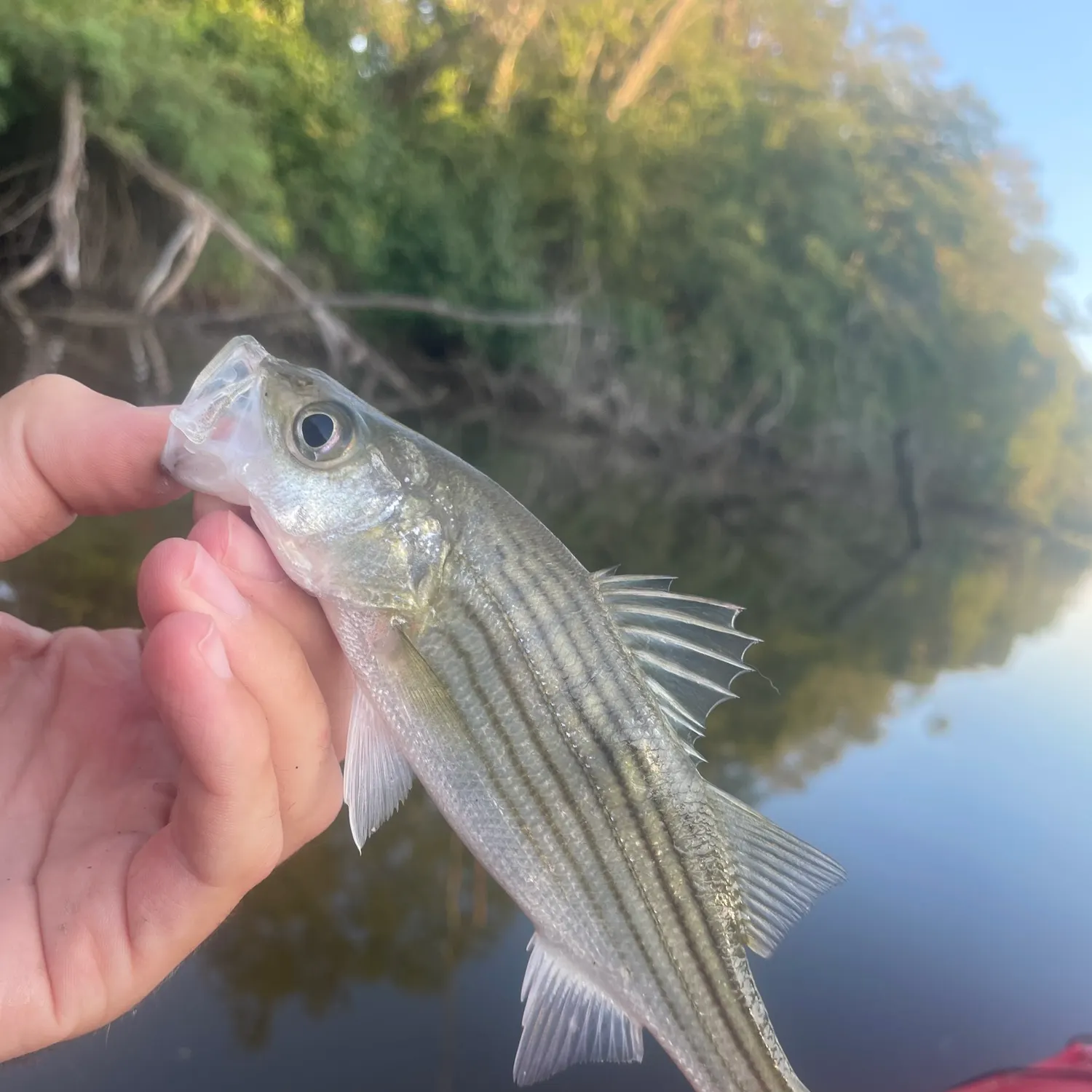 Striped bass caught on Fishbrain