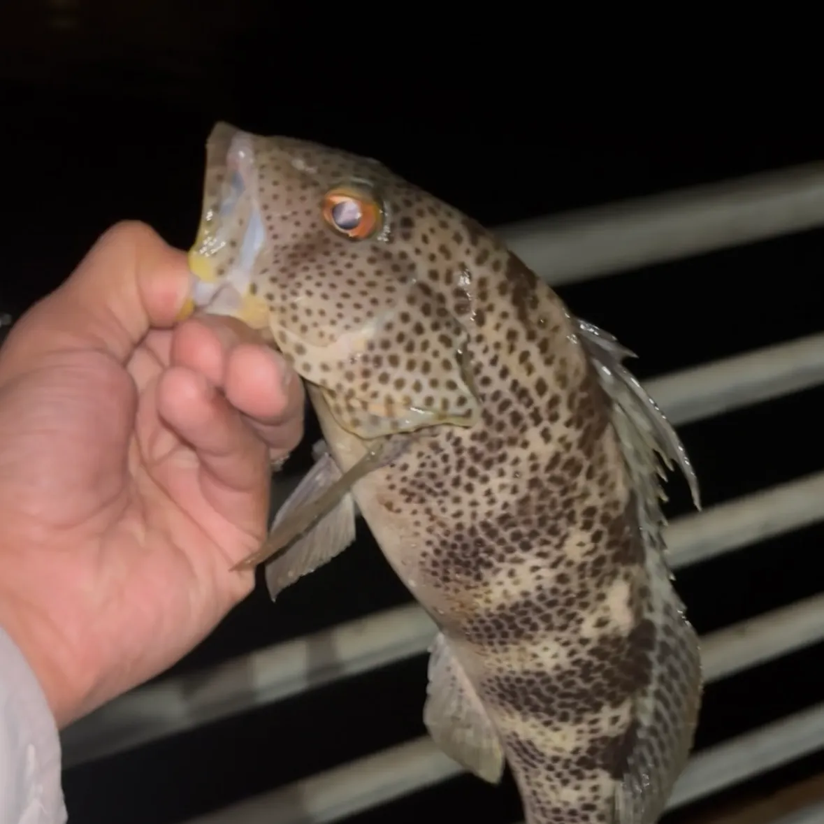 Spotted sand bass caught on Fishbrain