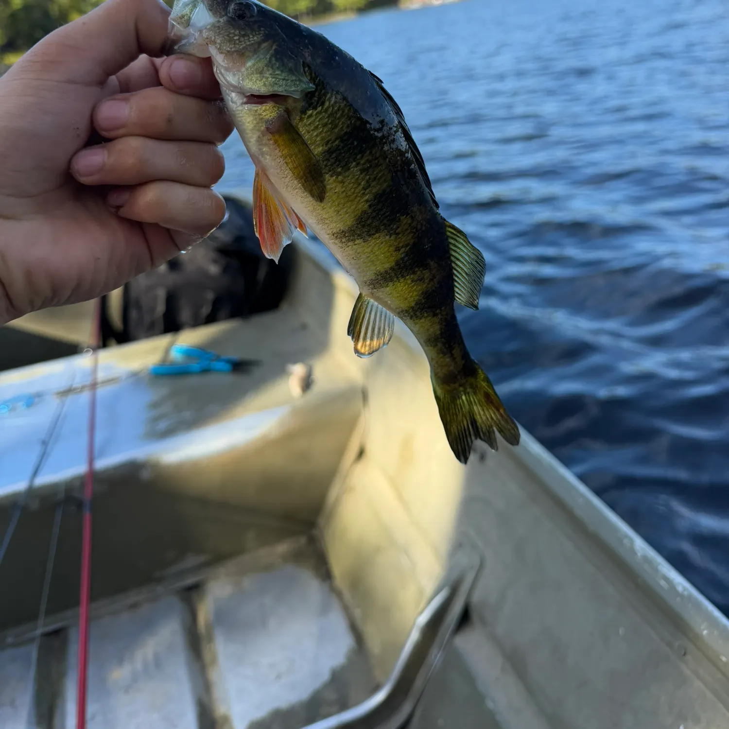 Yellow perch caught on Fishbrain
