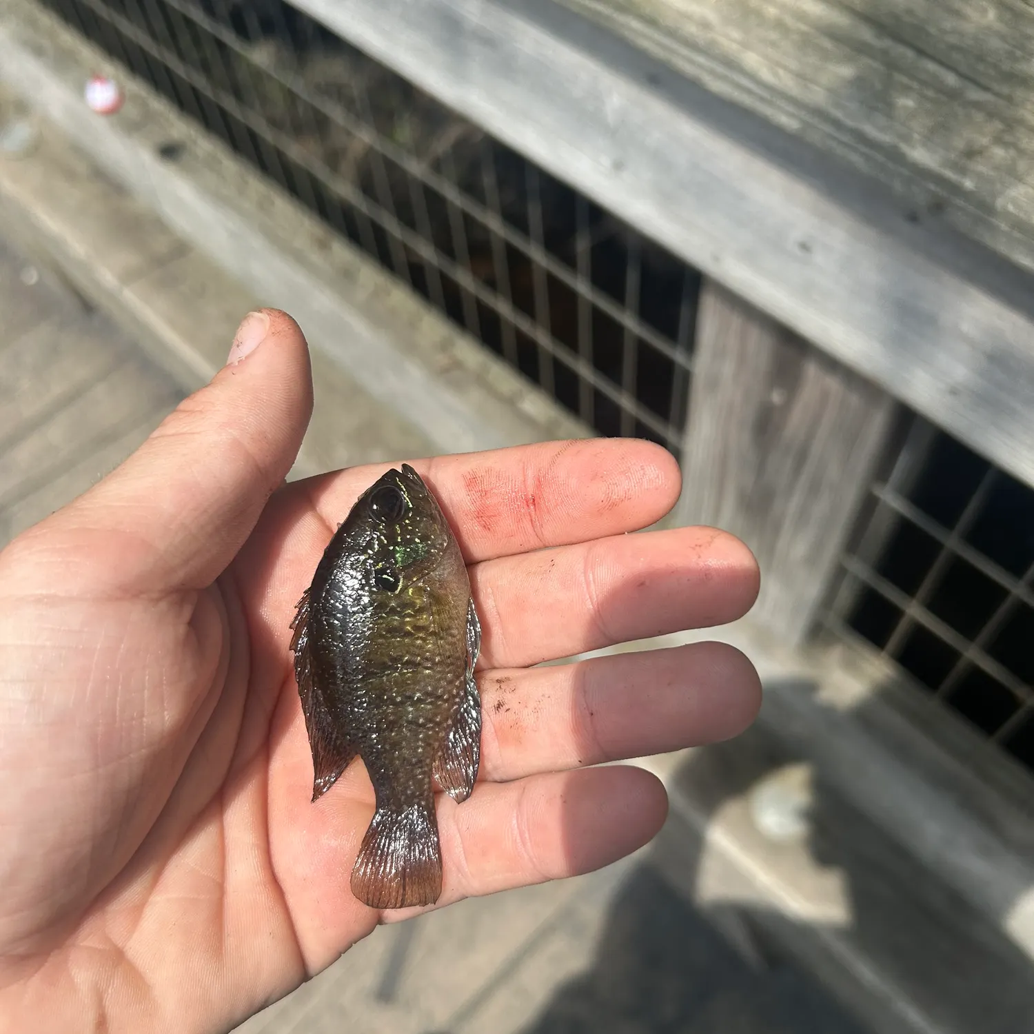 The most recent Banded sunfish catches on Fishbrain