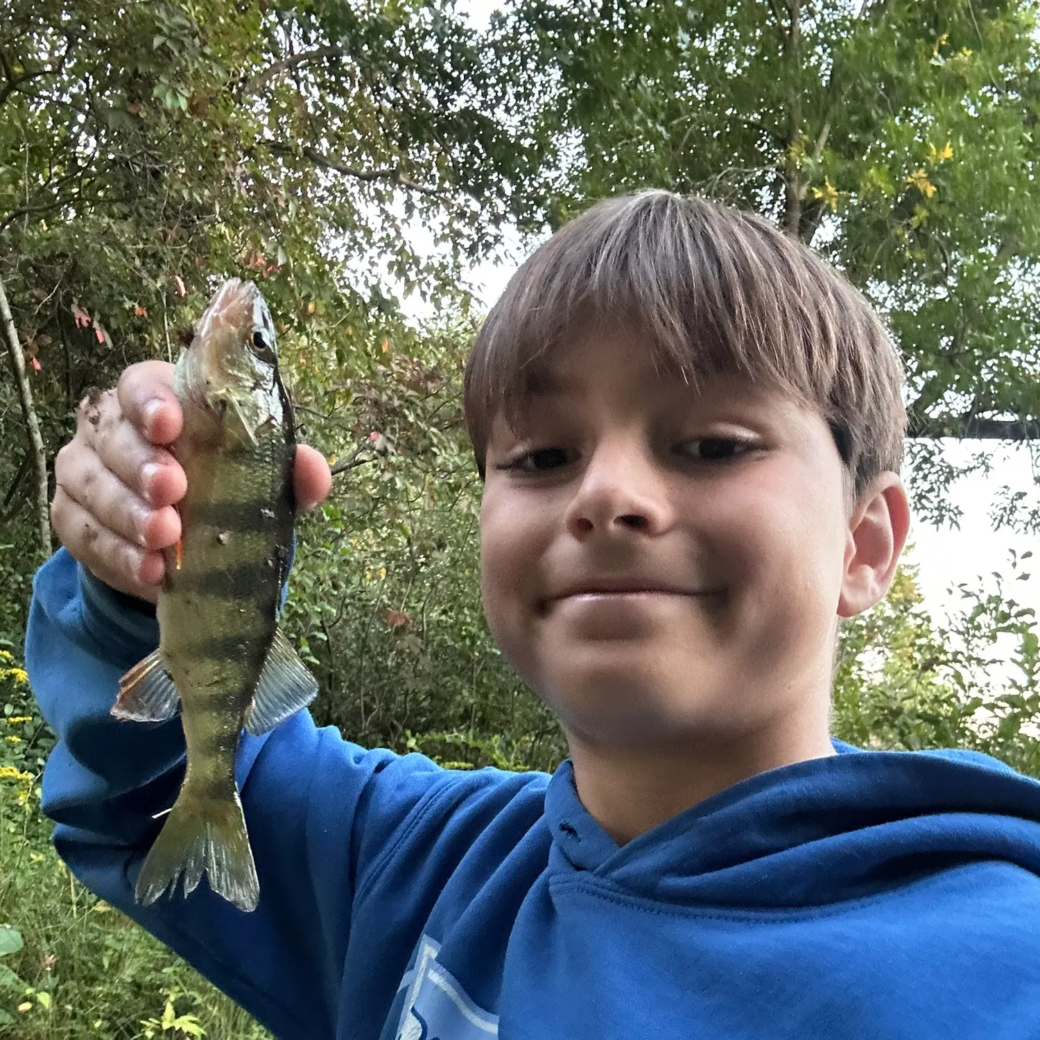Yellow perch caught on Fishbrain