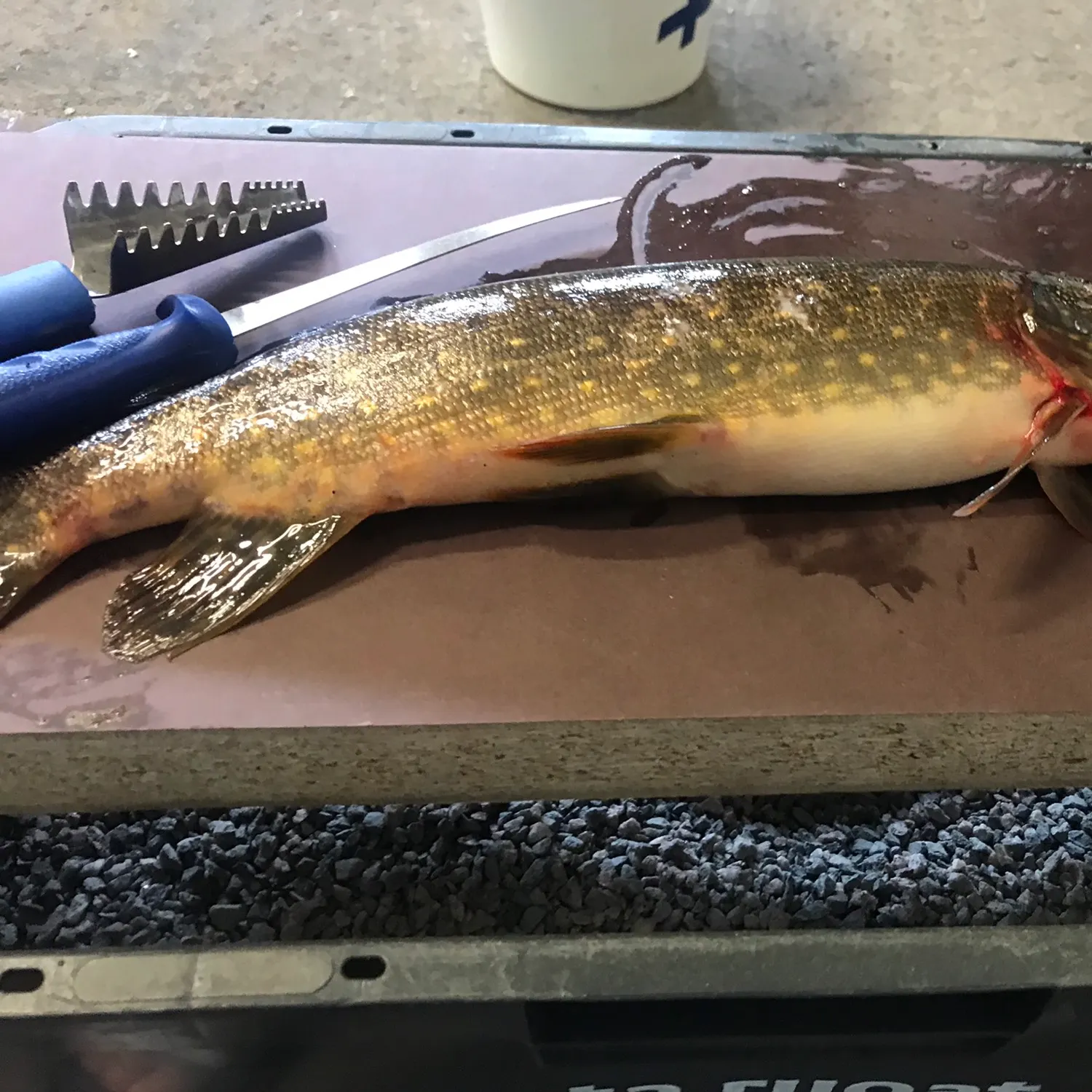 recently logged catches