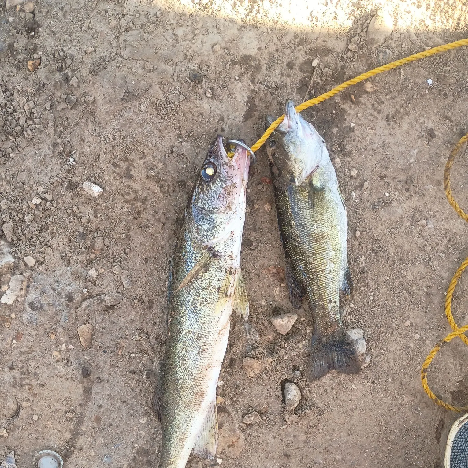 Fish caught on Fishbrain