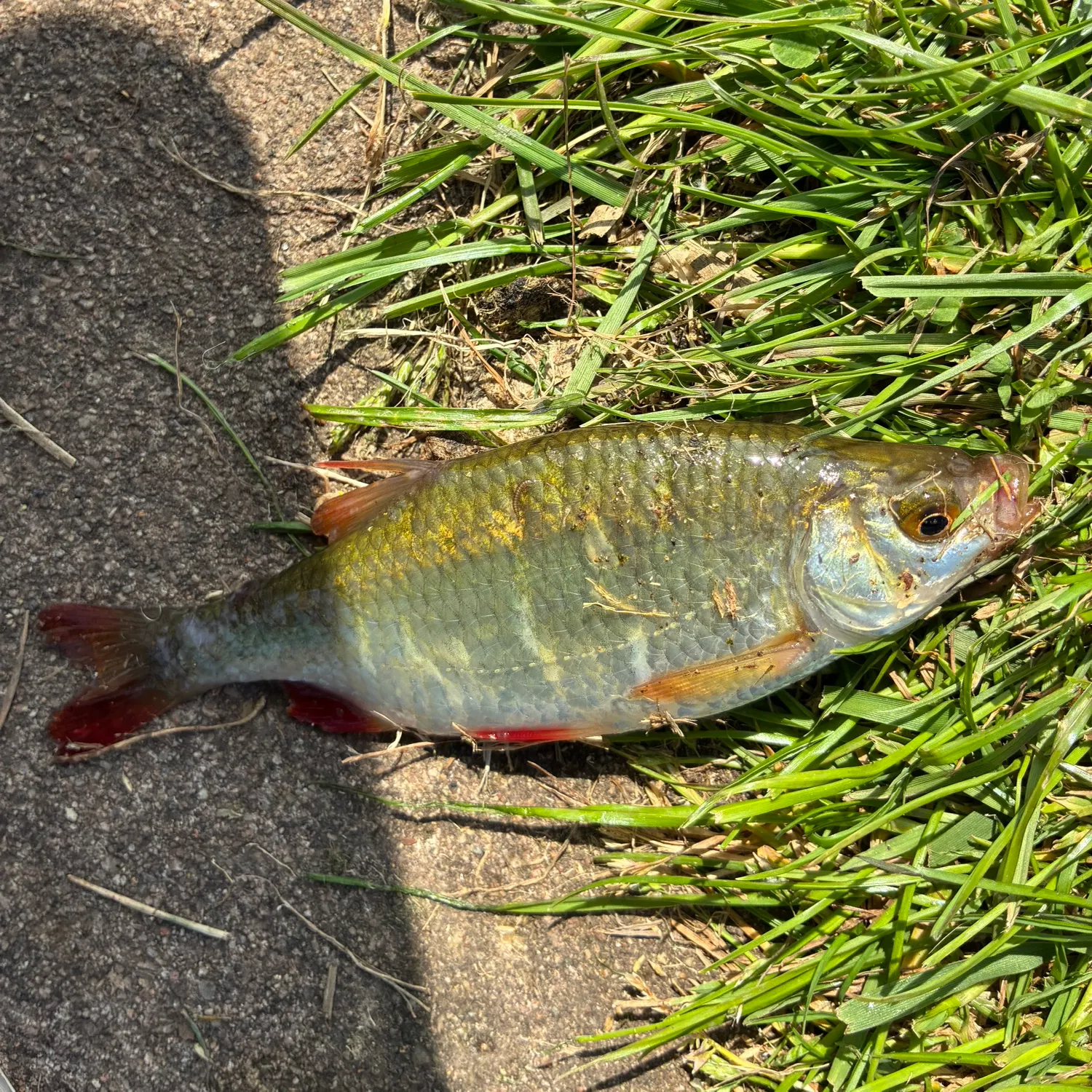 The most recent Common rudd catches on Fishbrain