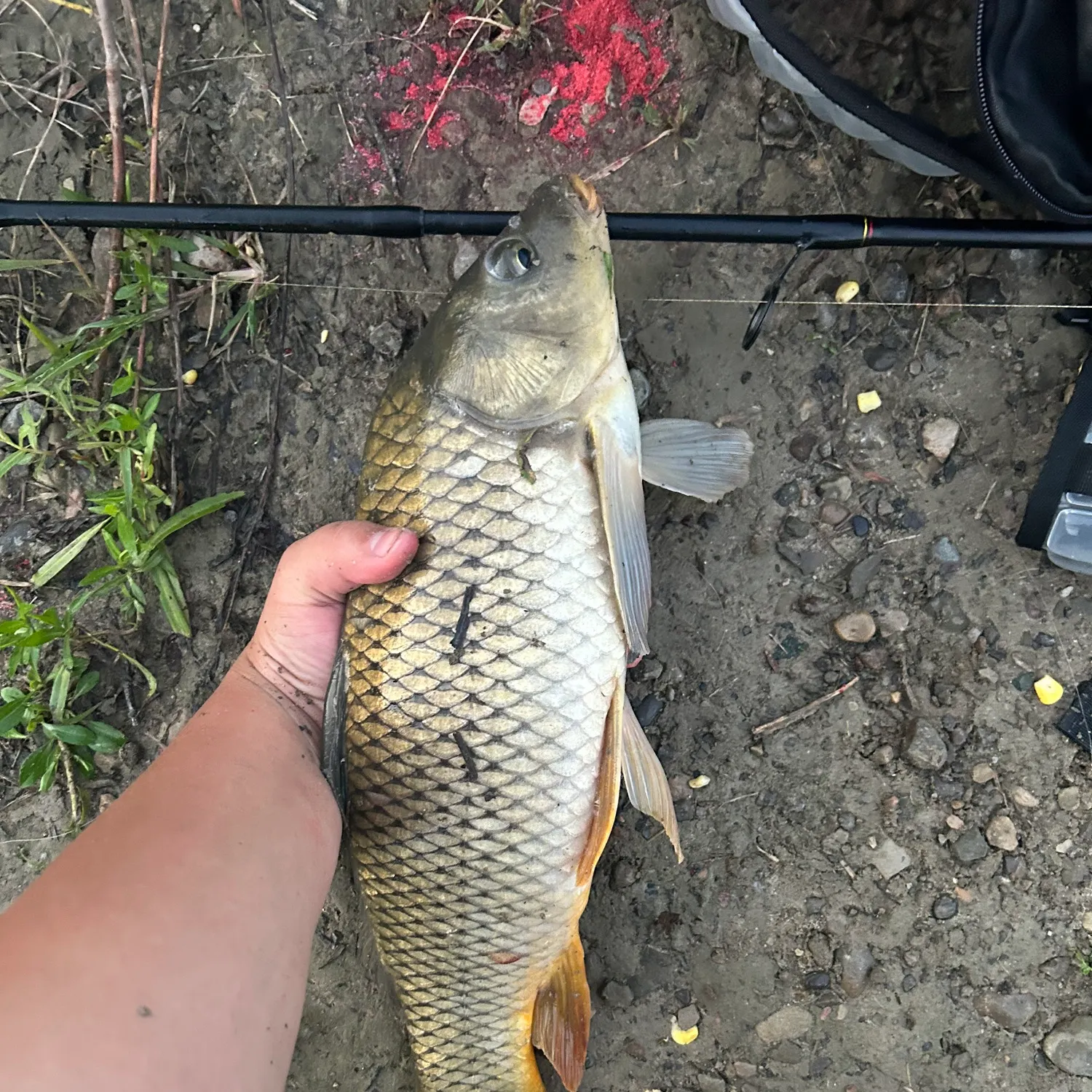 Common carp caught on Fishbrain