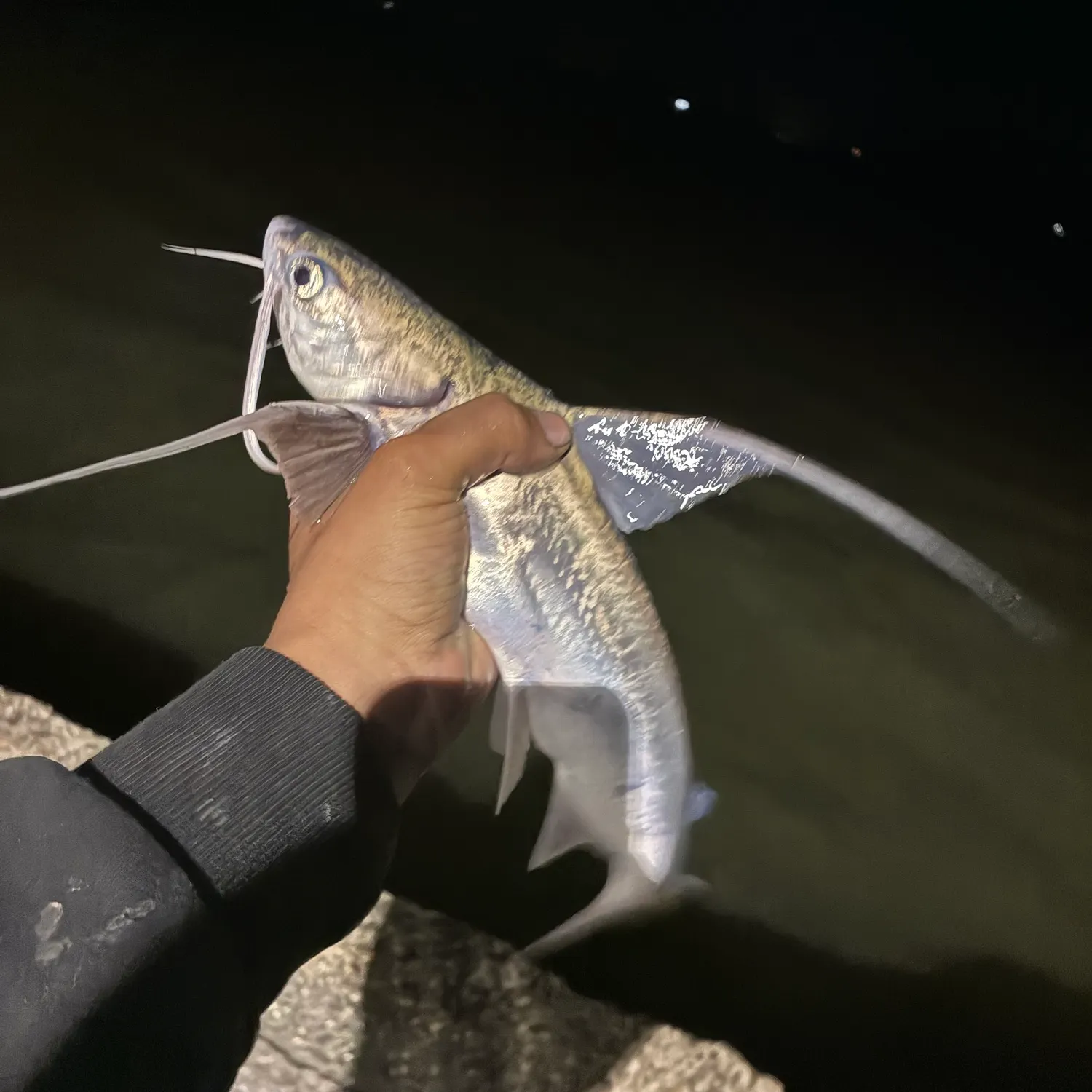 Gafftopsail sea catfish caught on Fishbrain