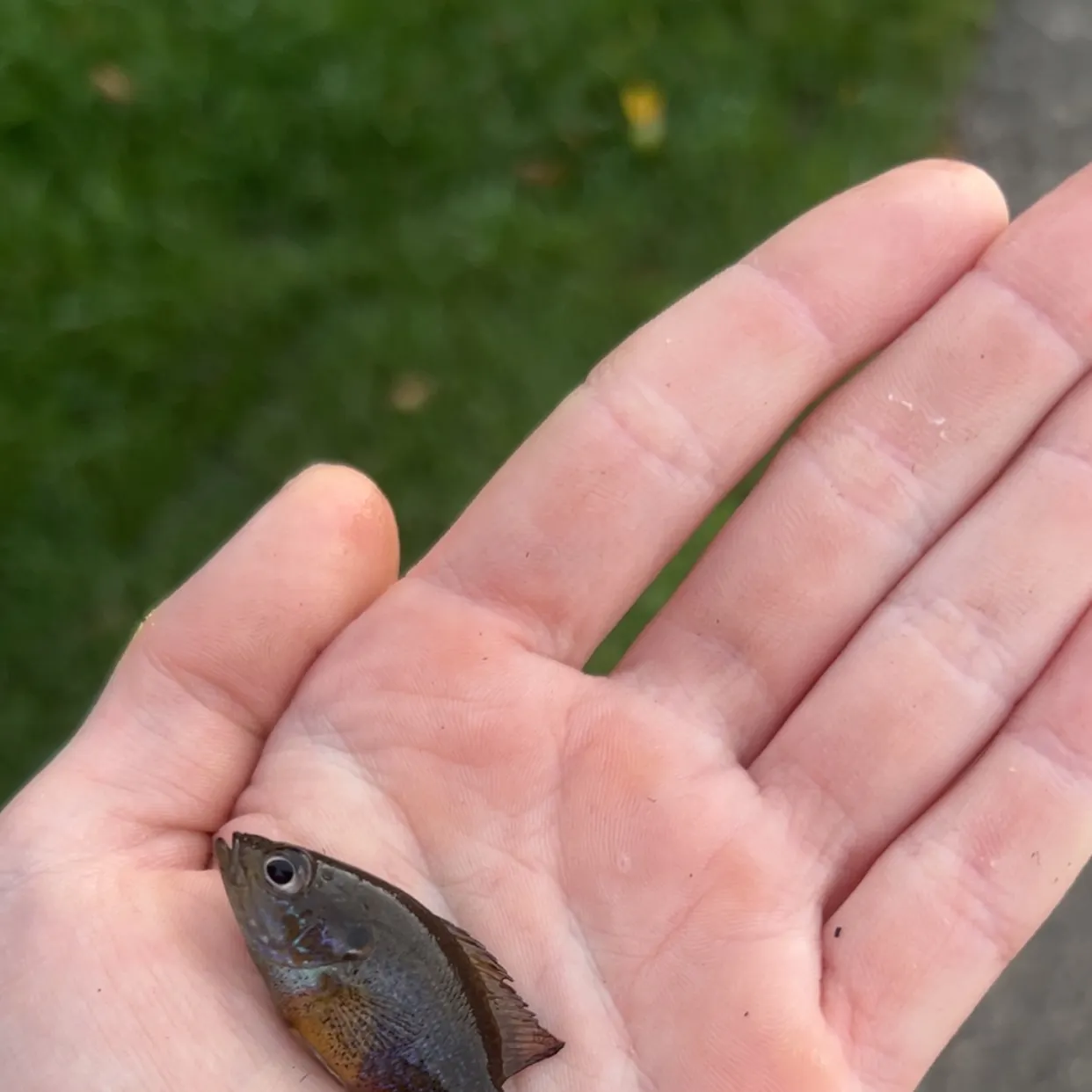 Green sunfish caught on Fishbrain