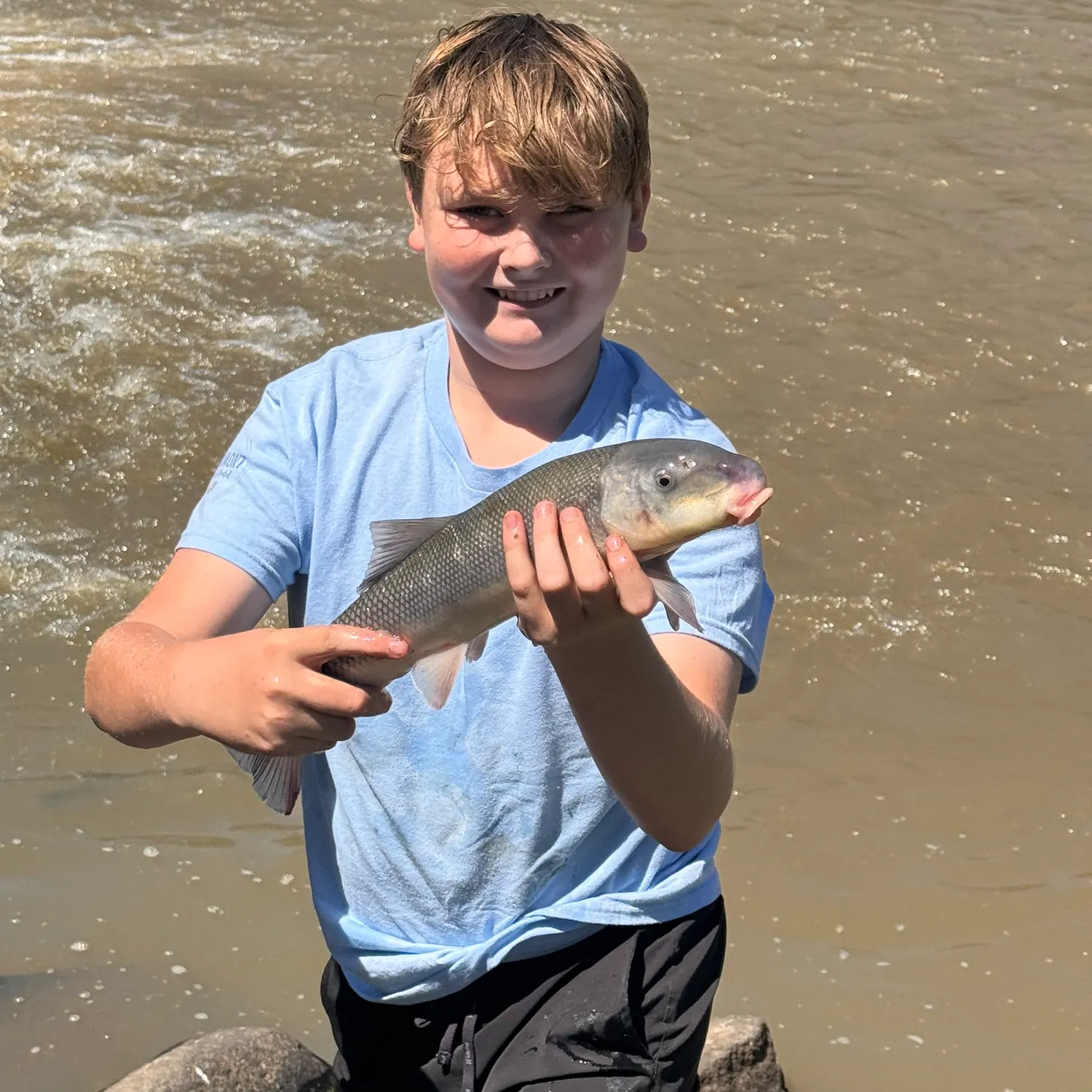 The most recent Largescale sucker catches on Fishbrain